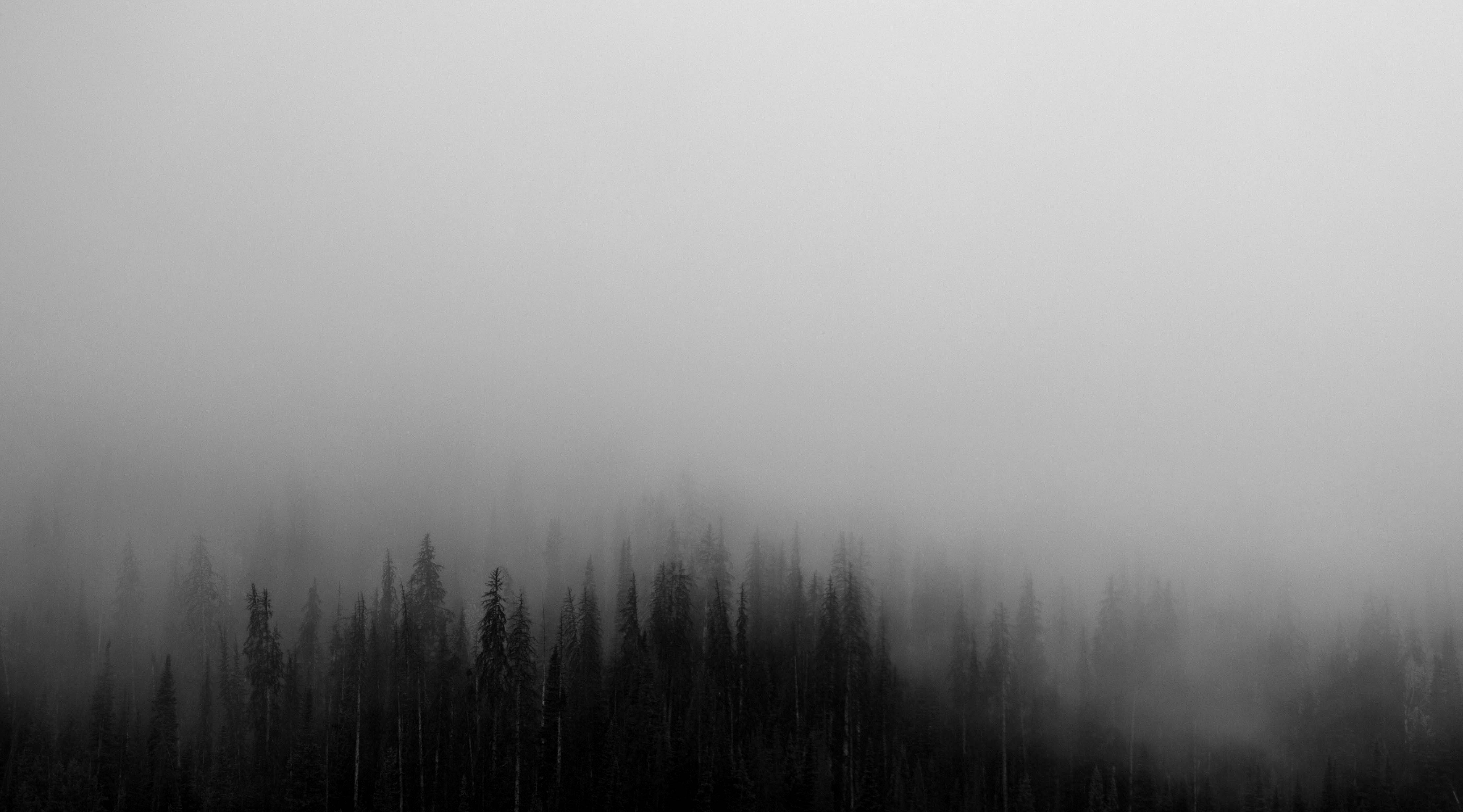 Dark Halloween, forest, pine trees, 4K Desktop Wallpaper