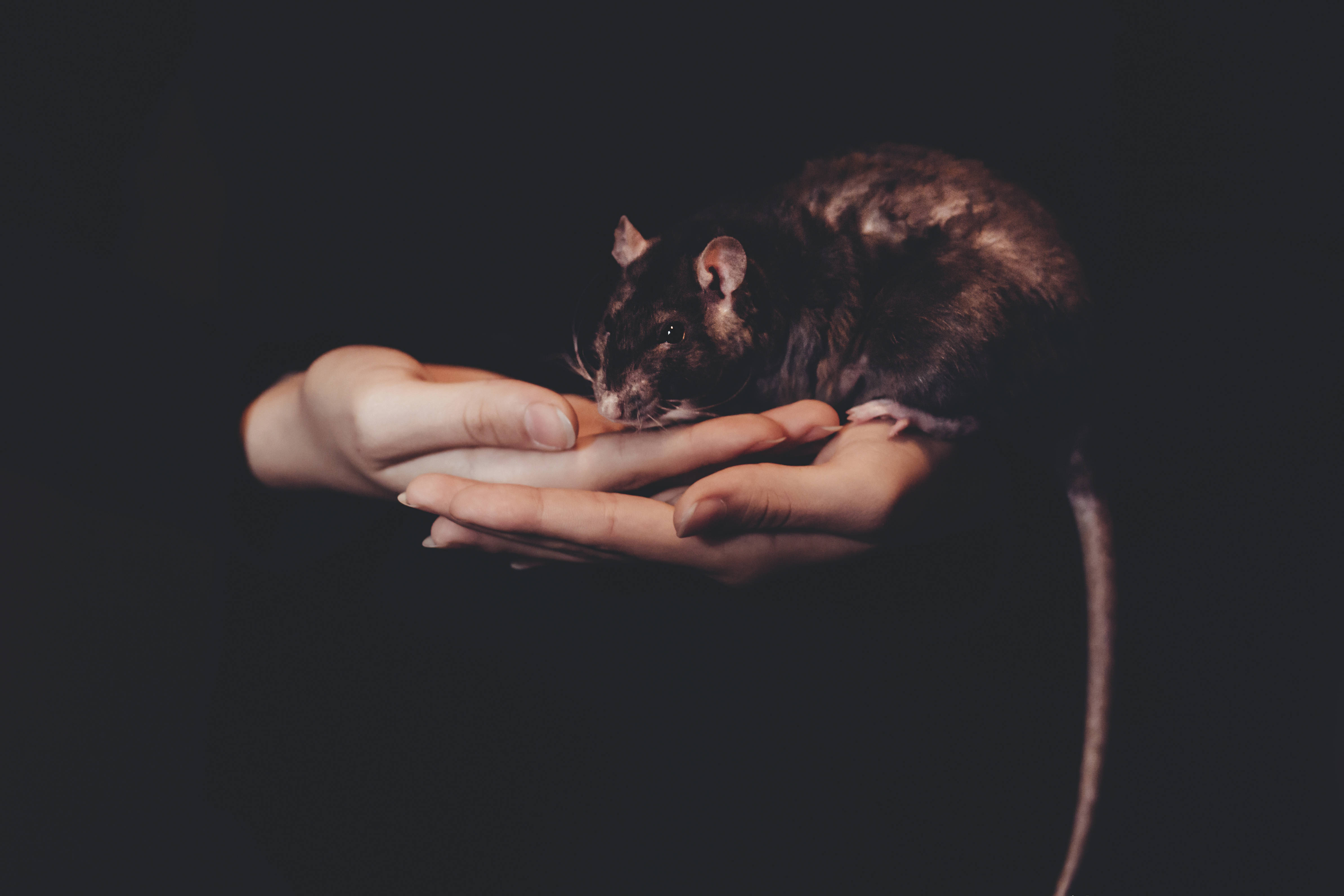 Dark Halloween, pet rat, dark-furred rat, 4K Desktop Wallpaper