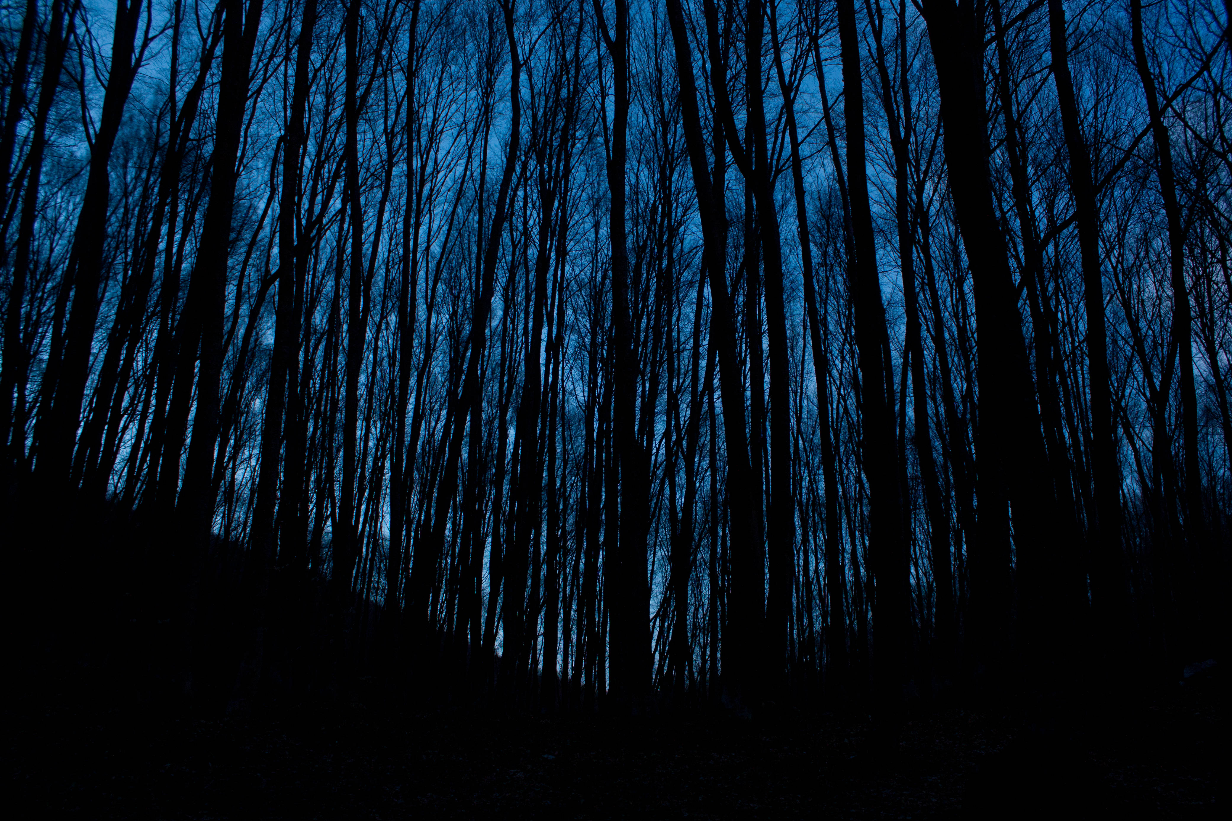 Dark Halloween Trees, deep blue twilight sky, dense forest, 4K Desktop Wallpaper