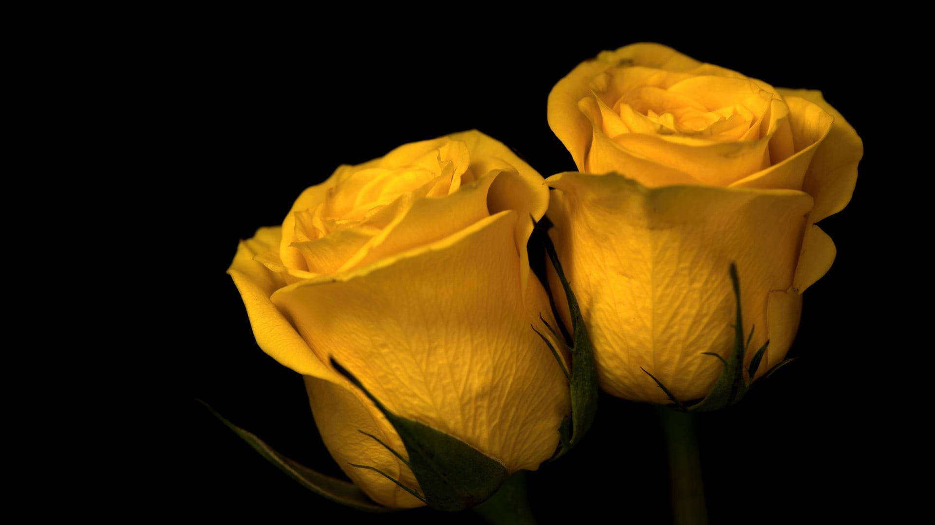 two yellow roses, luminous yellow, deep black background, Full HD Desktop Wallpaper