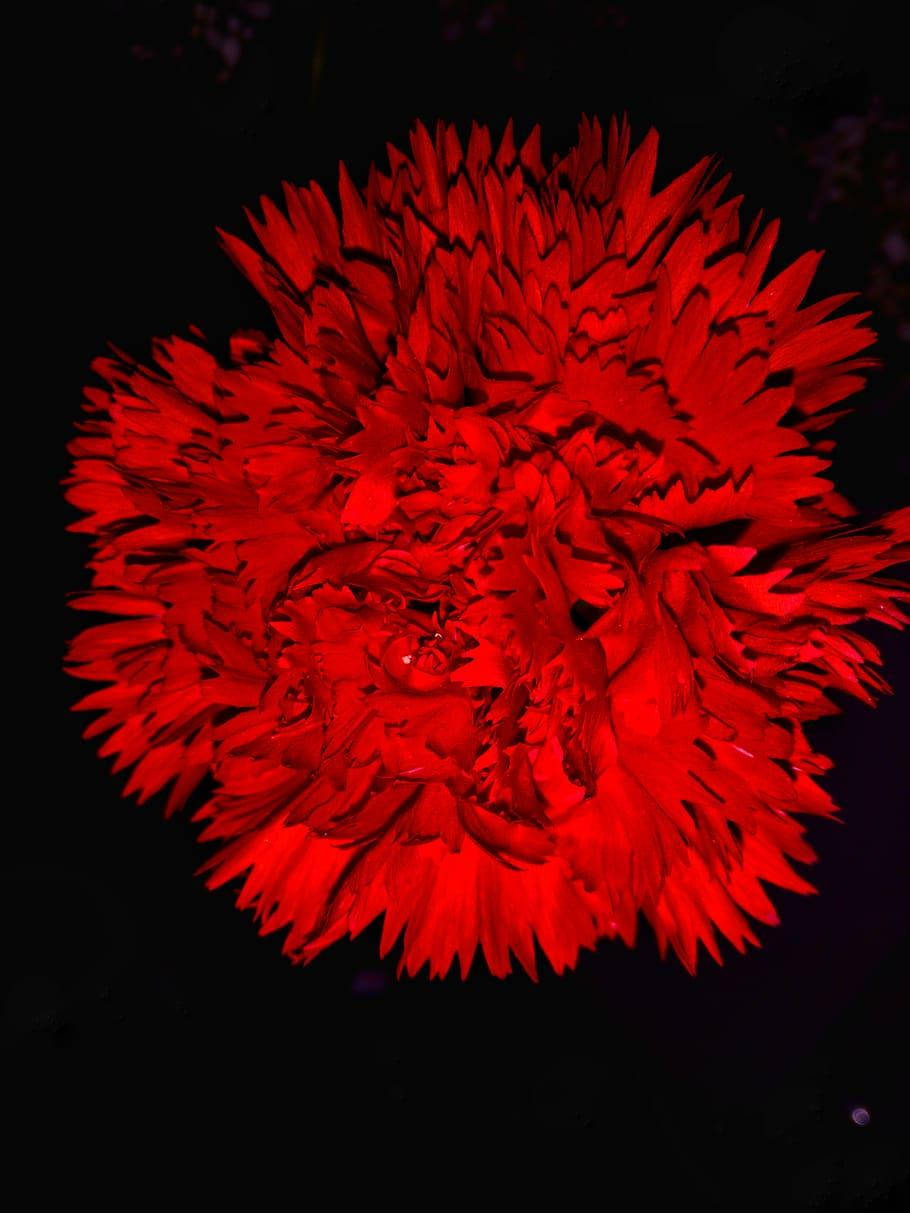 red carnation, stark black background, layered petals, SD Phone Wallpaper