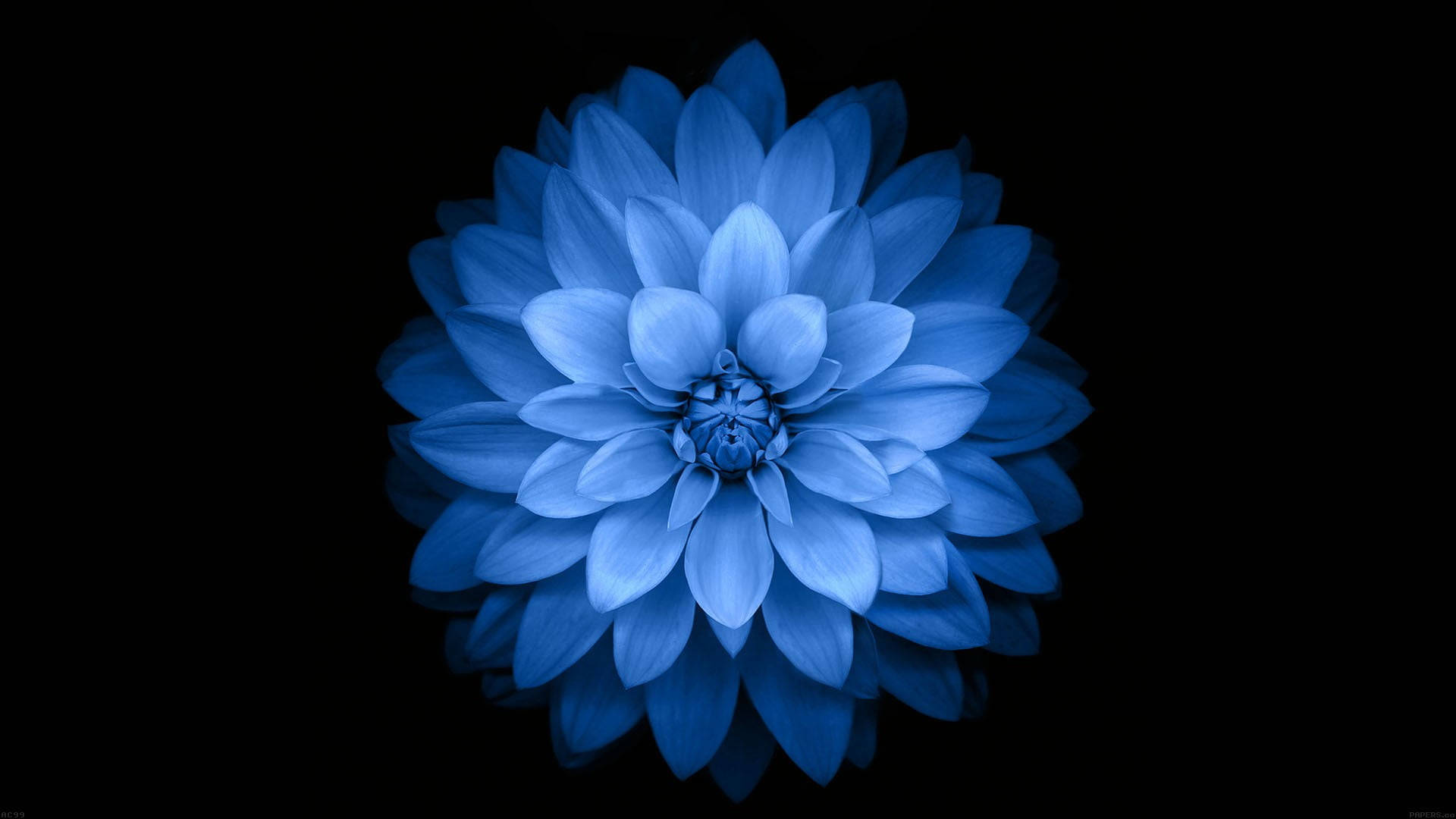 single blue dahlia, dark hd flowers, stark black background, Full HD Desktop Wallpaper