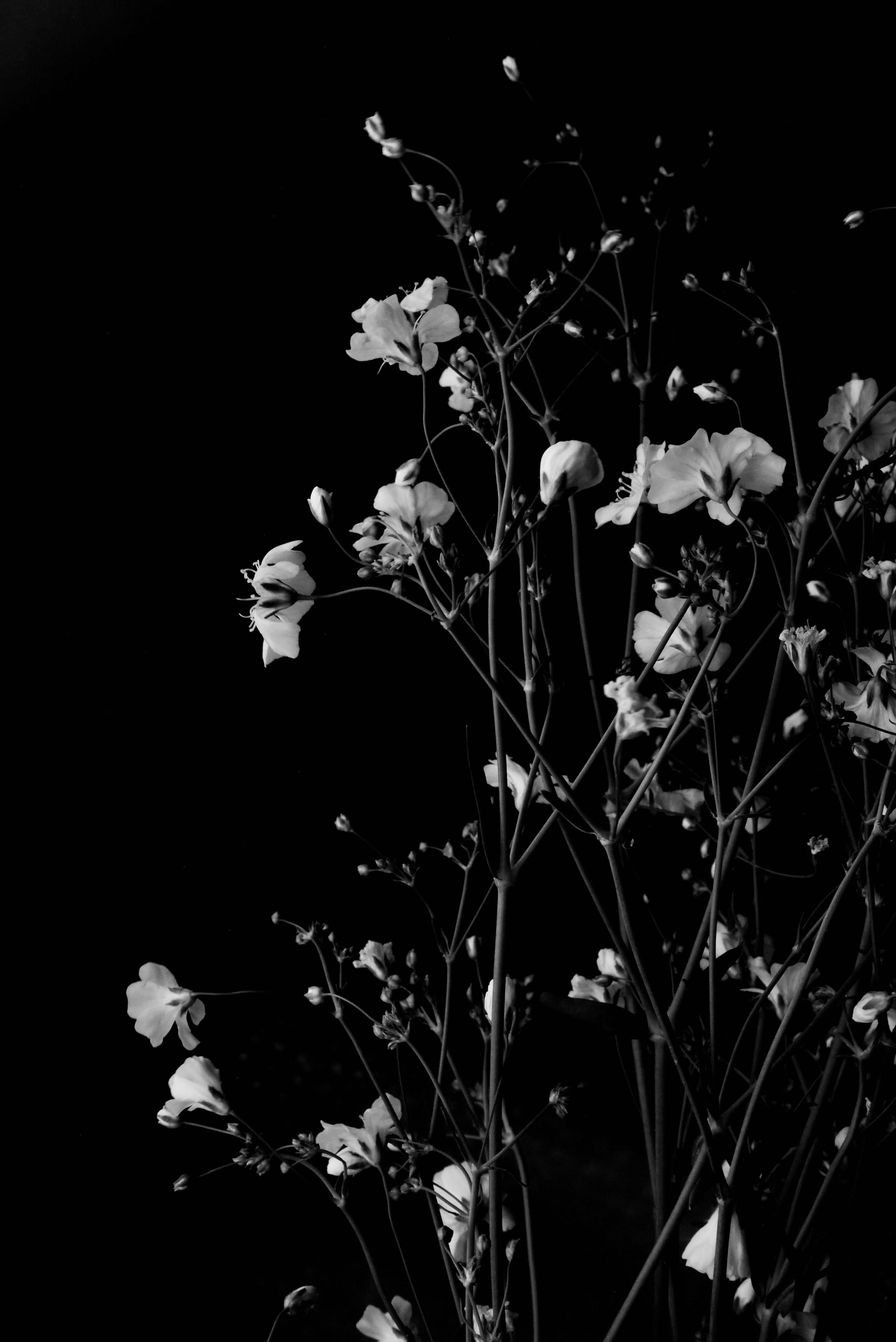 Dark HD Flowers, monochrome, white flowers, 4K Phone Wallpaper