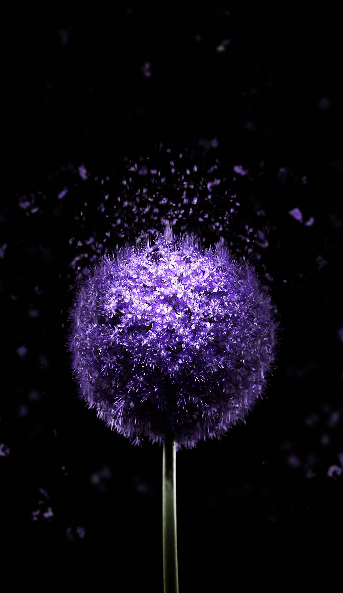 violet allium, dark hd flowers, vibrant purple, Full HD Phone Wallpaper