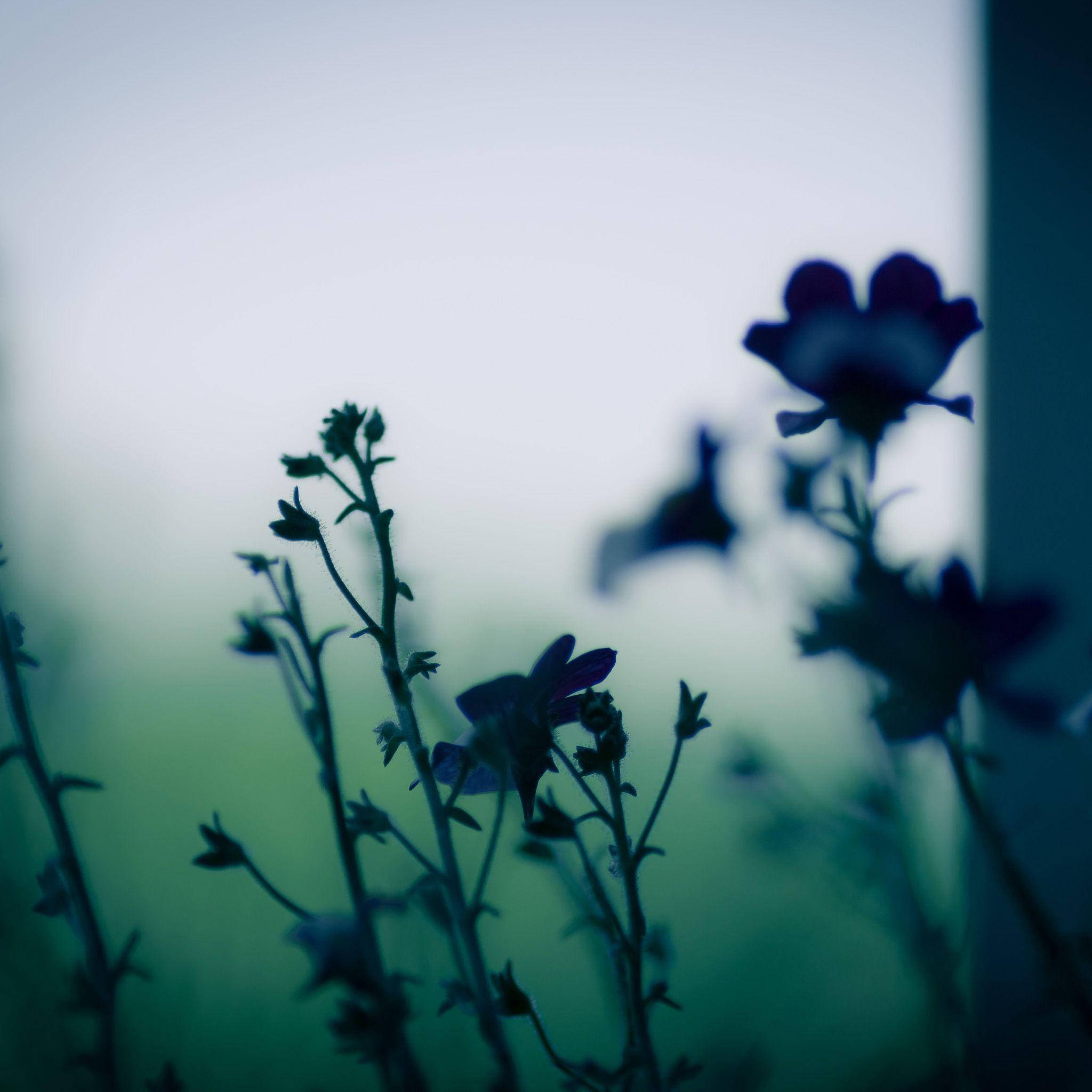 gritty and dark hd flowers, teal, pale blue, Full HD Desktop Wallpaper