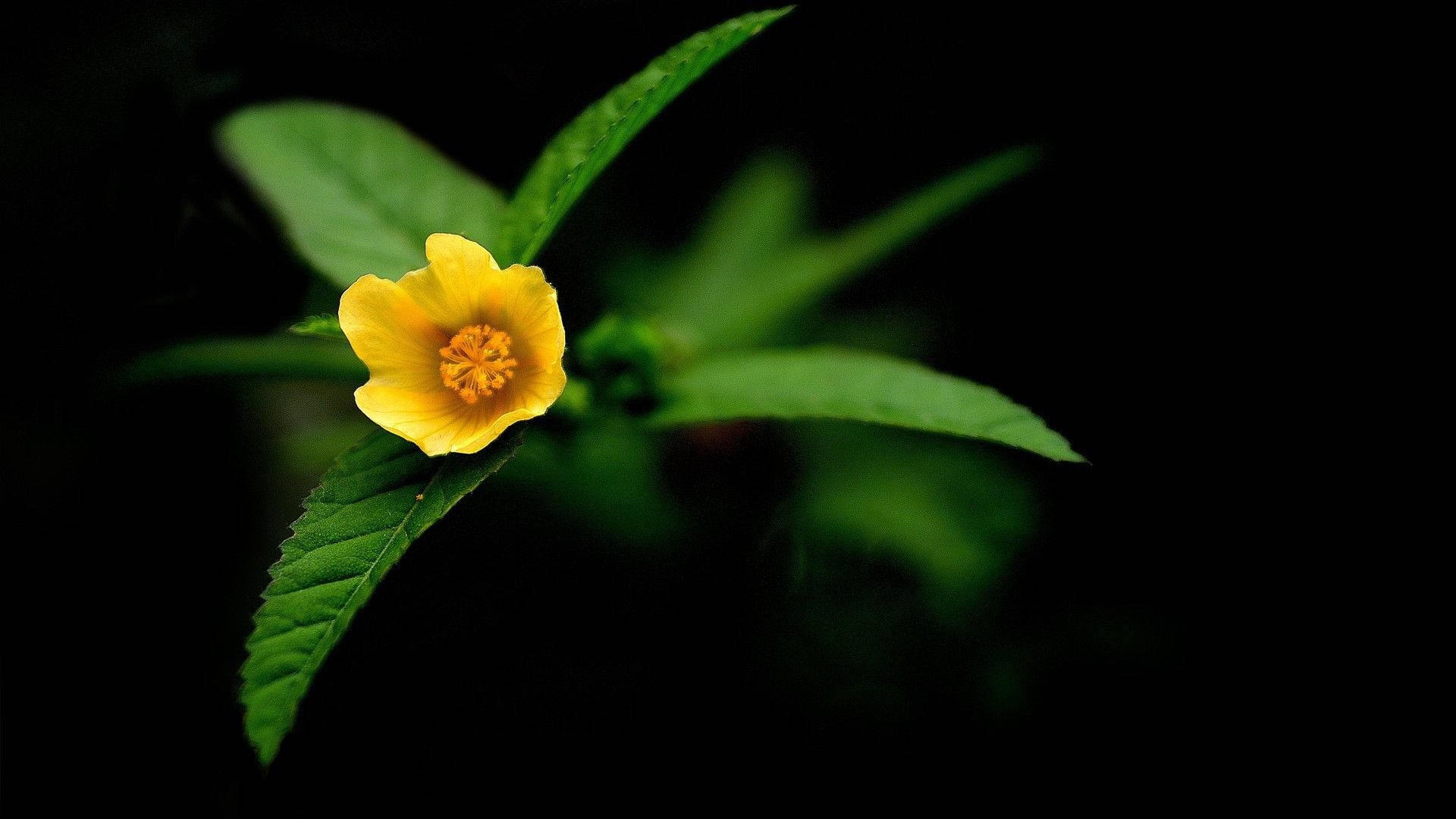 tiny yellow, dark hd flowers, textured orange center, Full HD Desktop Wallpaper