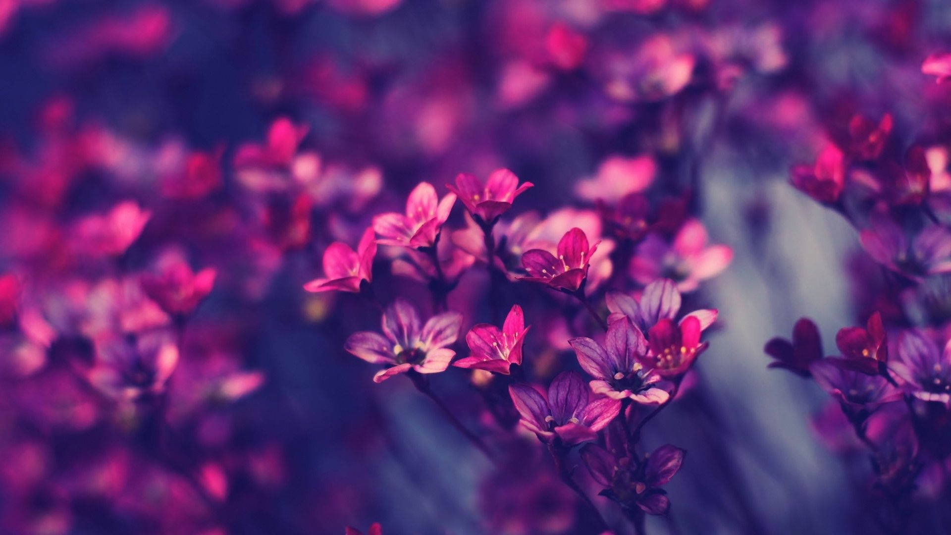 Tiny Purple Dark HD Flowers, vibrant pink and purple flowers, dreamy blurred background, Full HD Desktop Wallpaper
