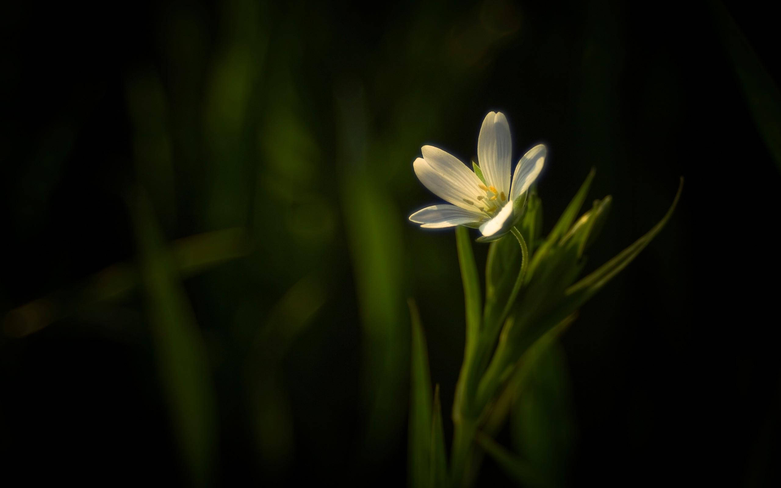 tiny white dark hd flowers, dark HD Flowers, delicate white flower, 2K Desktop Wallpaper