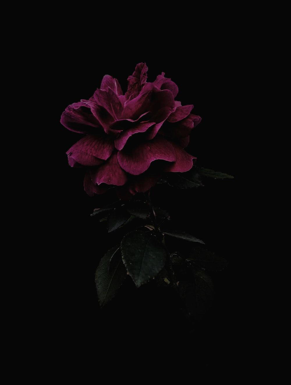 lurking dark hd flowers, deep purple rose, dark green leaves, HD Phone Wallpaper