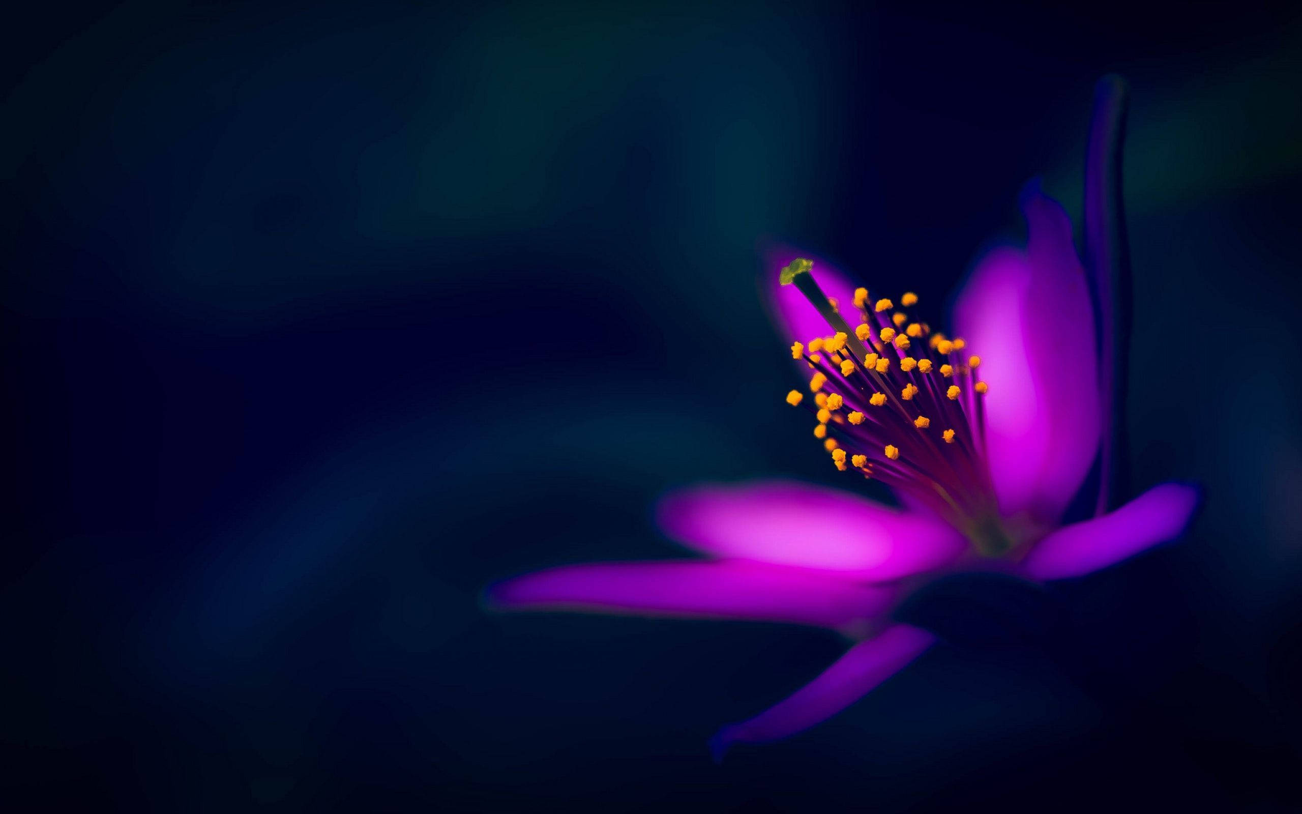 Hazy And Dark HD Flowers, vibrant purple flower, glowing yellow stamens, 2K Desktop Wallpaper