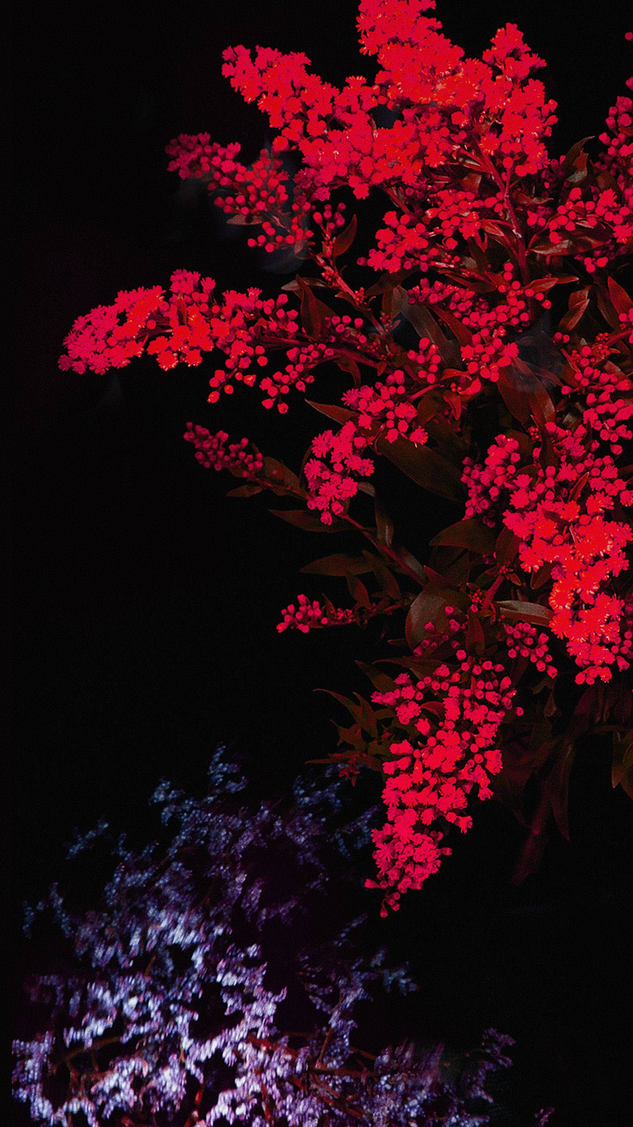 red and purple dark hd flowers, Dark HD Flowers, black night sky, Full HD Phone Wallpaper
