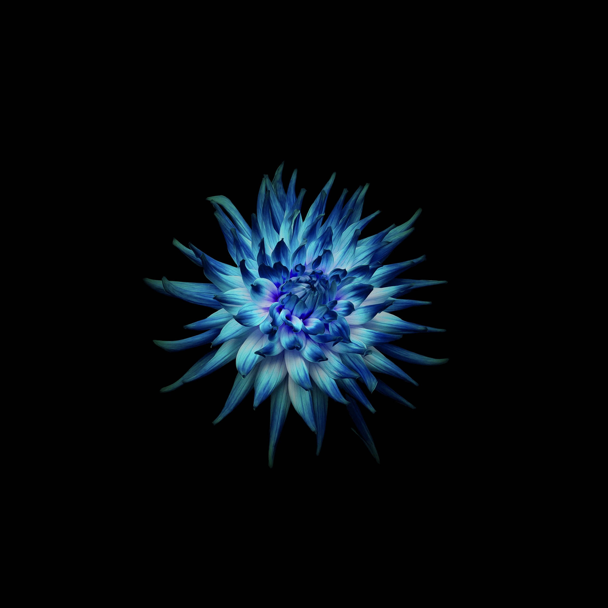 blue dahlia, electric hues, pure black background, 2K Desktop Wallpaper