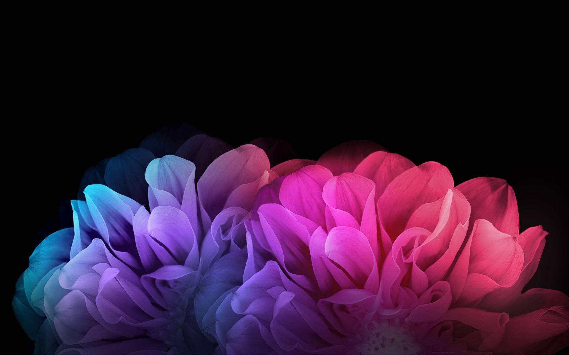 Dark HD Flowers, abstract petals, gradient hues of blue purple and pink, Full HD Desktop Wallpaper