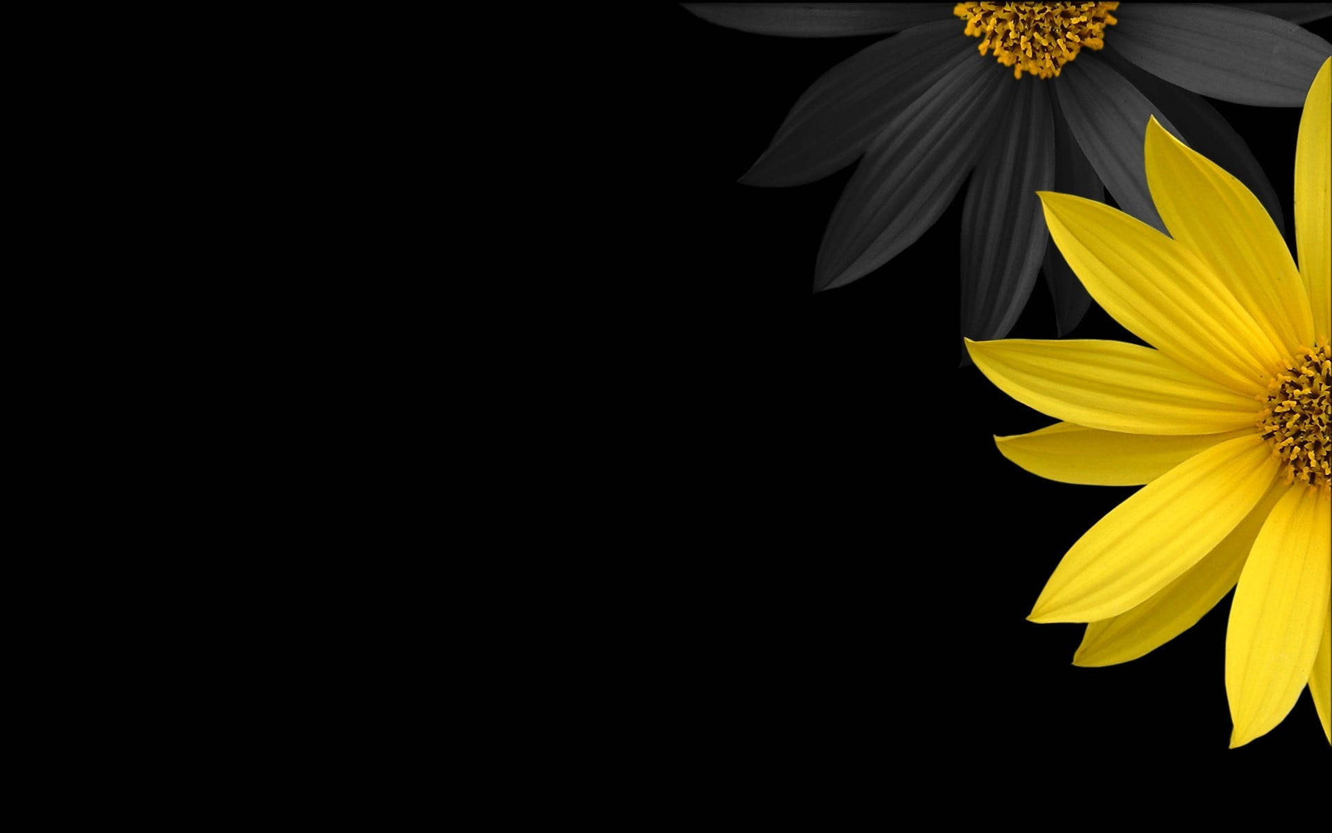 yellow and black, dark hd flowers, daisies, Full HD Desktop Wallpaper