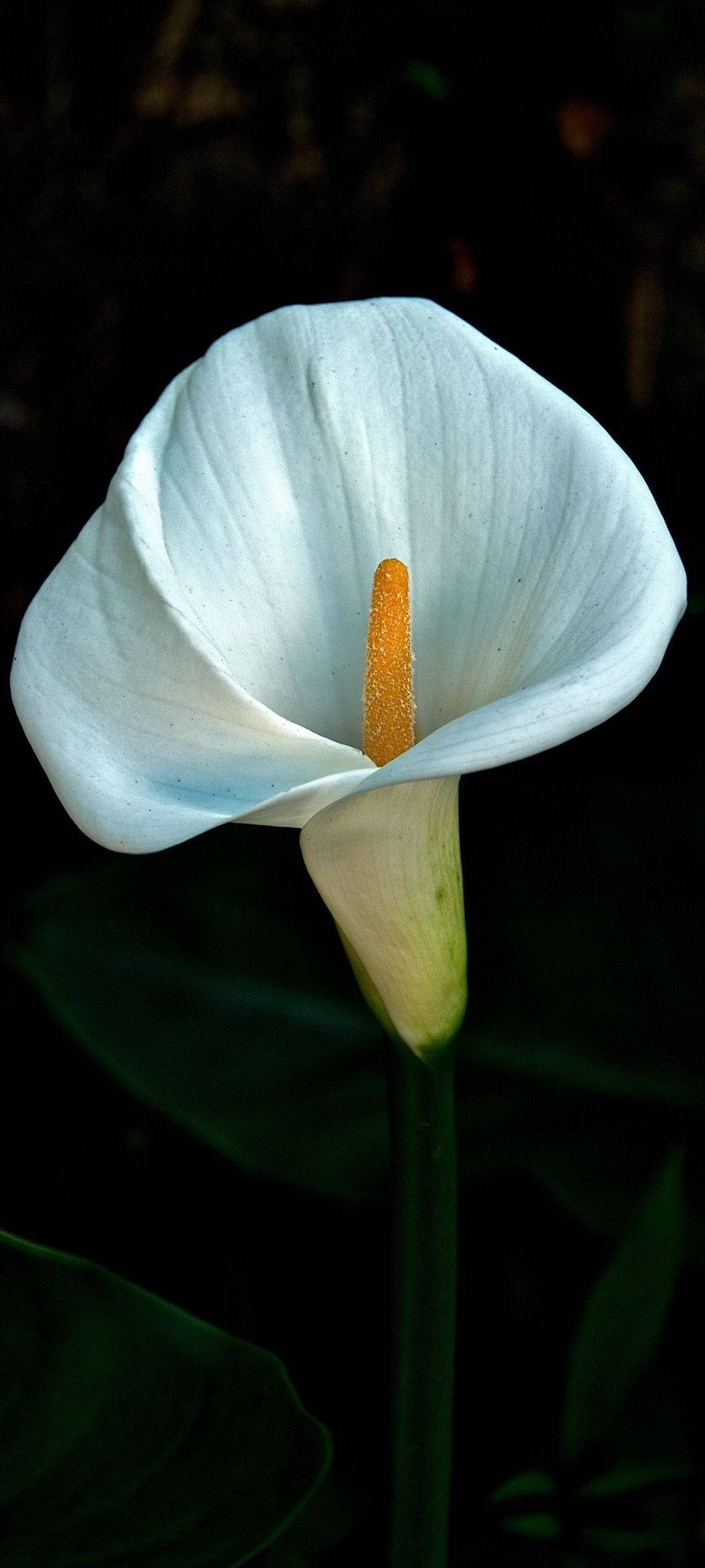 white arum lily, dark hd flowers, vibrant orange spadix, Full HD Phone Wallpaper
