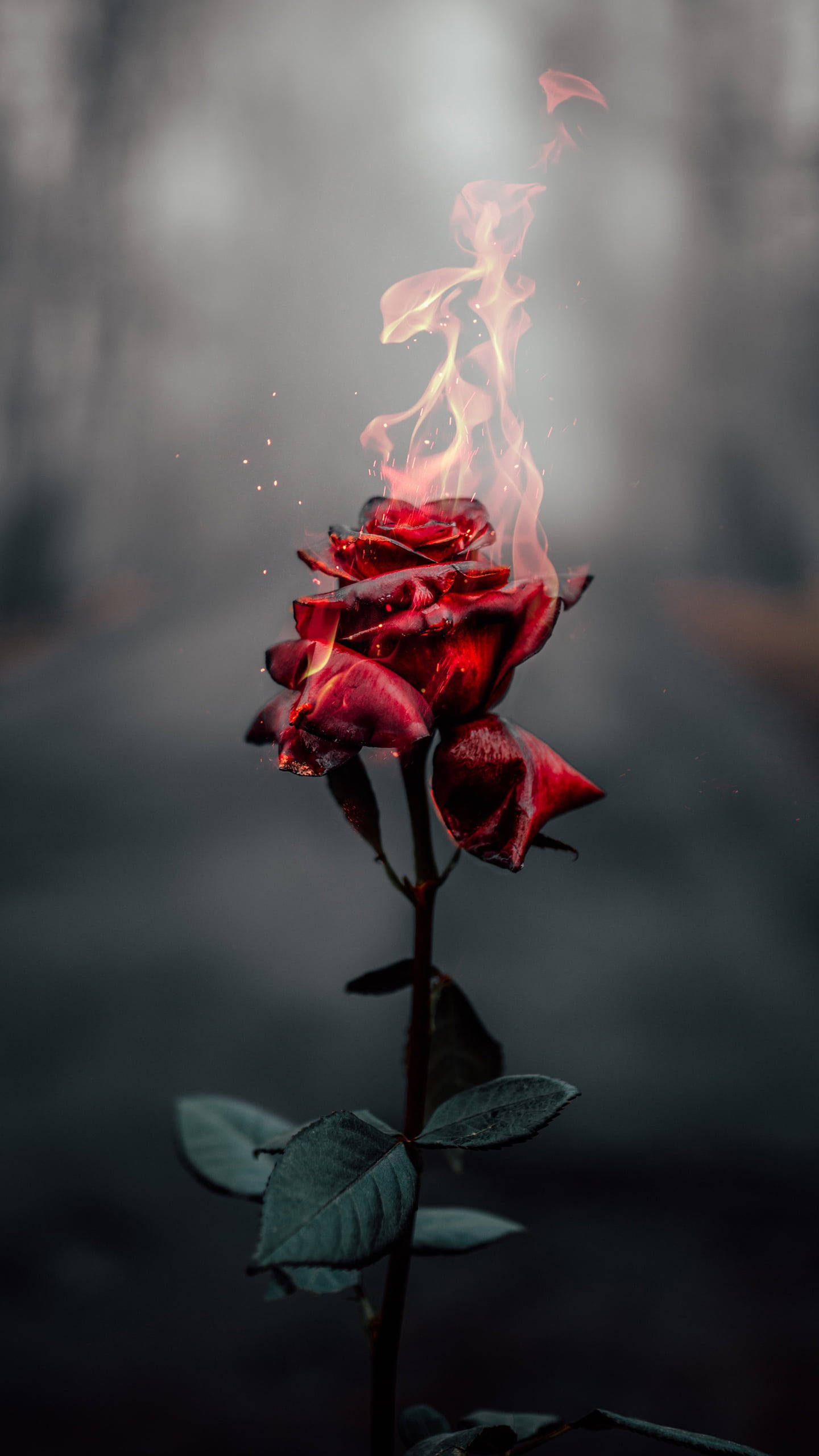 Rose On Fire, dark HD flowers, red rose, 2K Phone Wallpaper