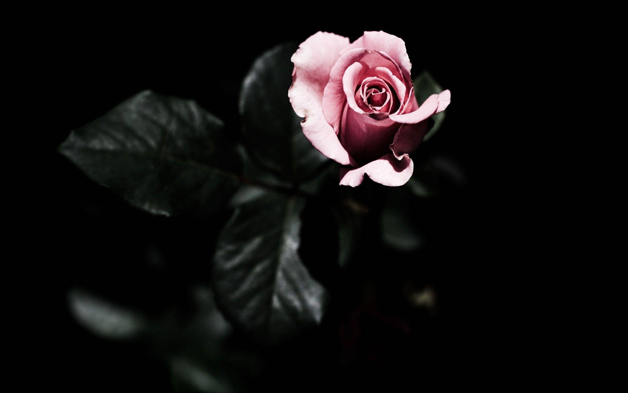 pink rose, stark black background, dark green leaves, 2K Desktop Wallpaper