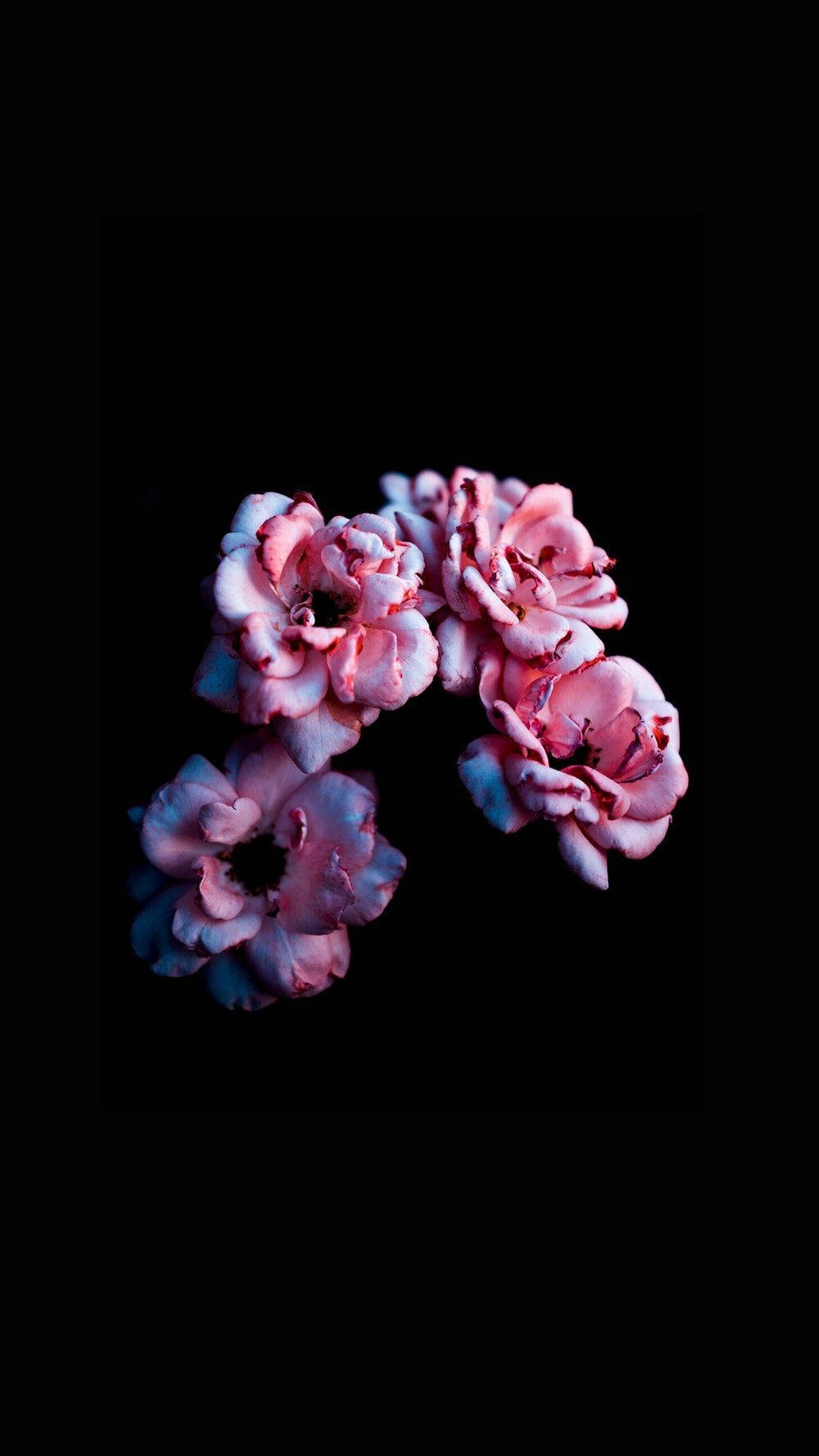 Four Dark HD Flowers Phone, pink, blue, HD Phone Wallpaper