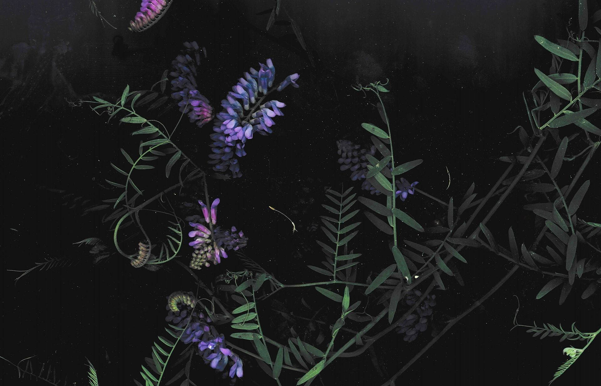purple, dark HD flowers, desktop, Full HD Desktop Wallpaper