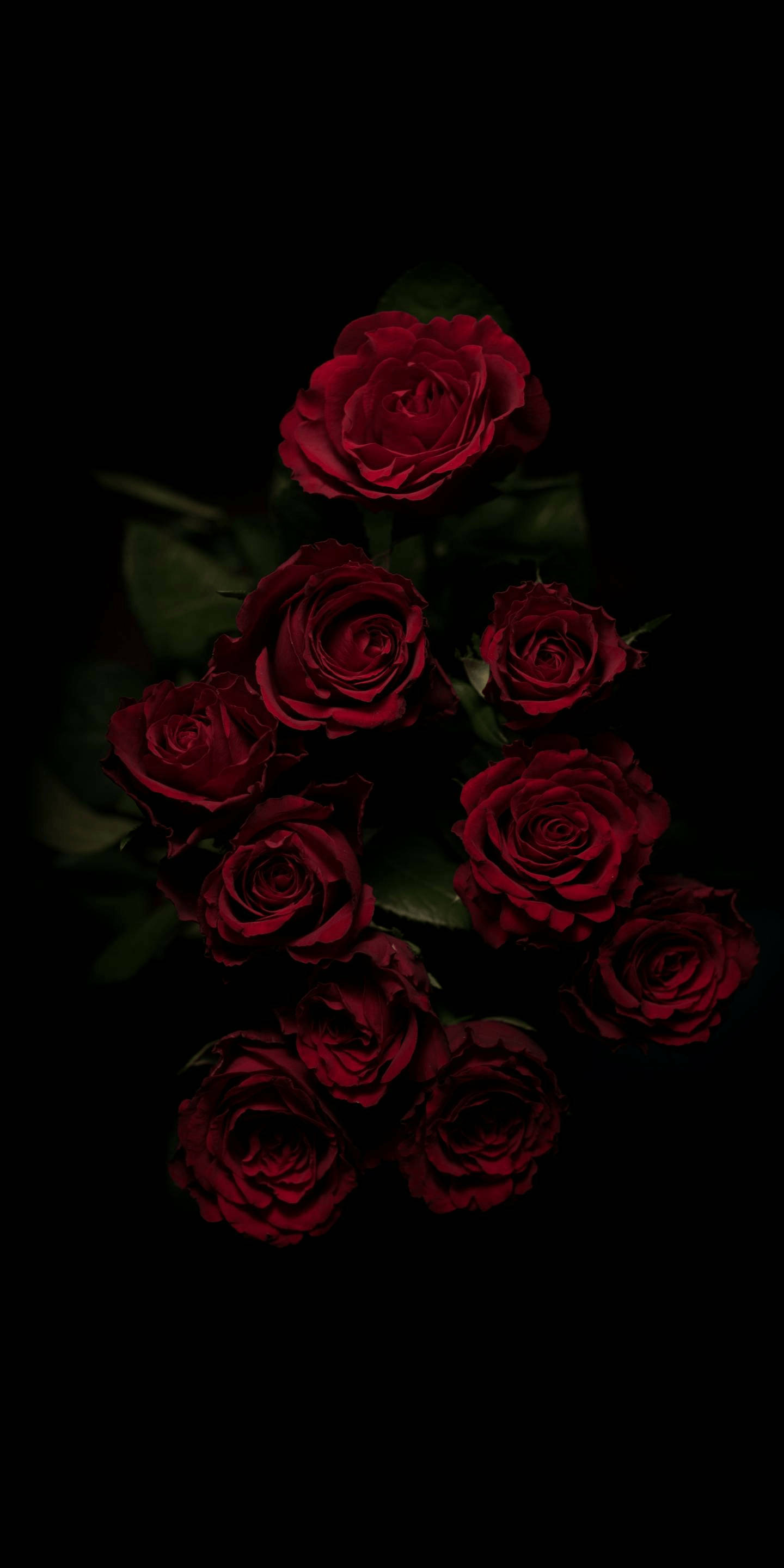 red roses, dark green leaves, pure black background, 2K Phone Wallpaper