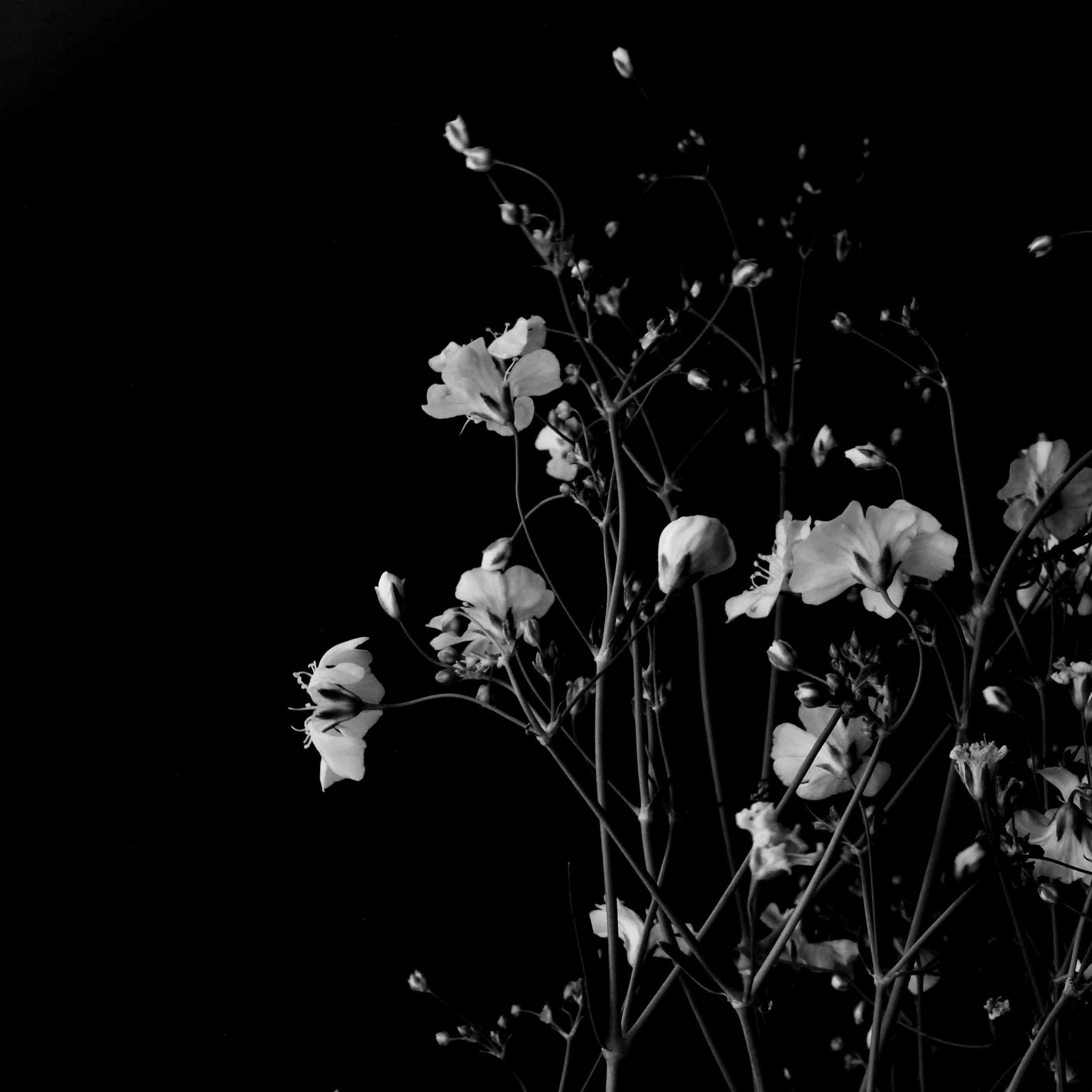 Dark iPad, baby's breath flowers, black and white, 2K Desktop Wallpaper