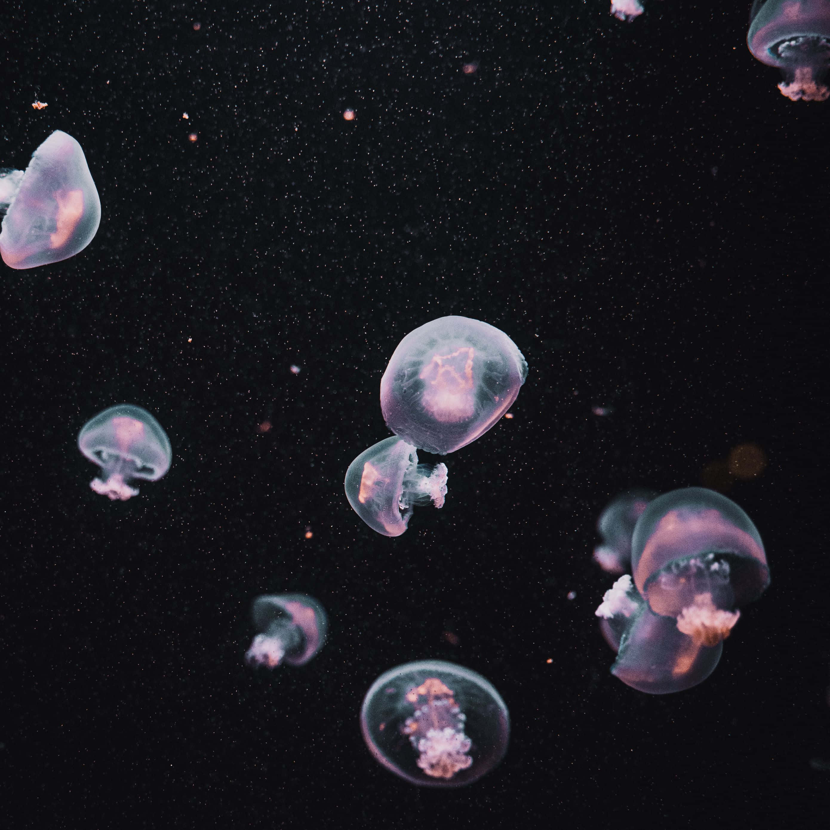 Dark iPad, glowing translucent jellyfish, dark water, 2K Desktop Wallpaper