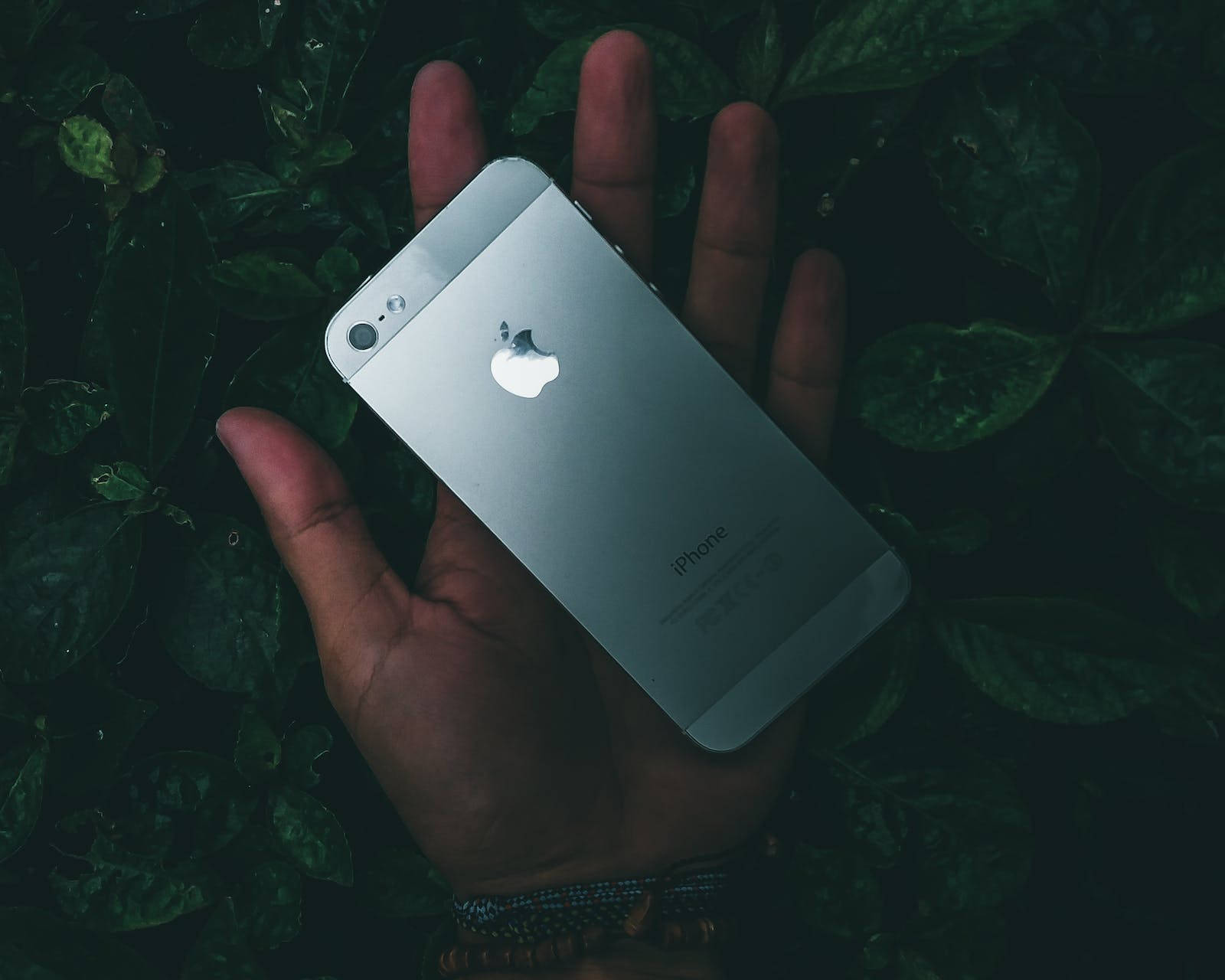 iPhone 5, silver, dark green foliage, HD Desktop Wallpaper