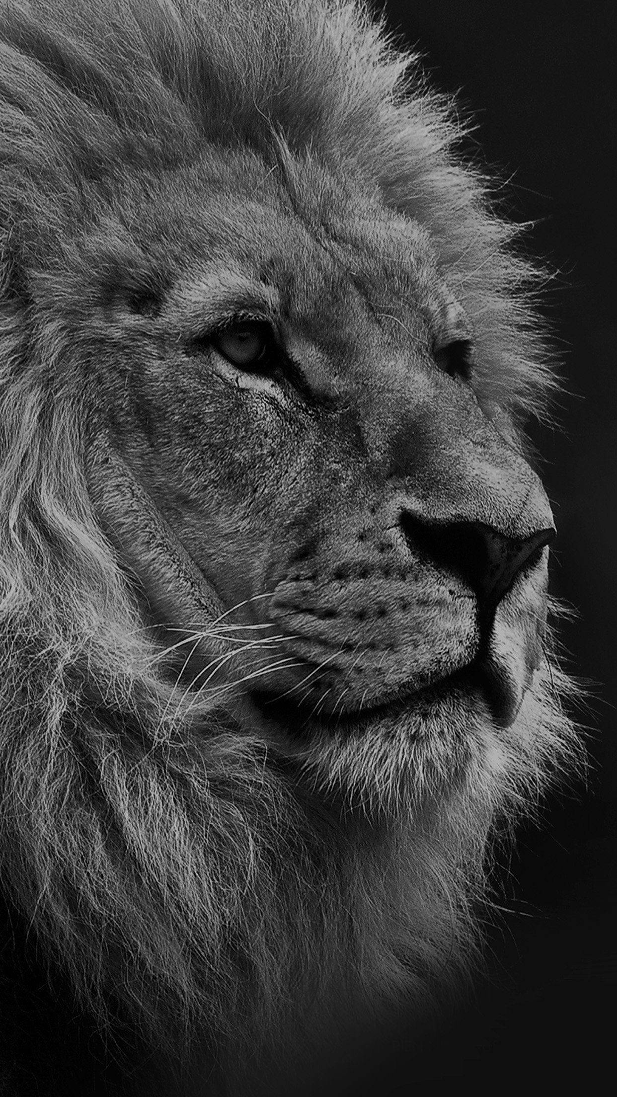 Dark iPhone, lion, monochrome, Full HD Phone Wallpaper