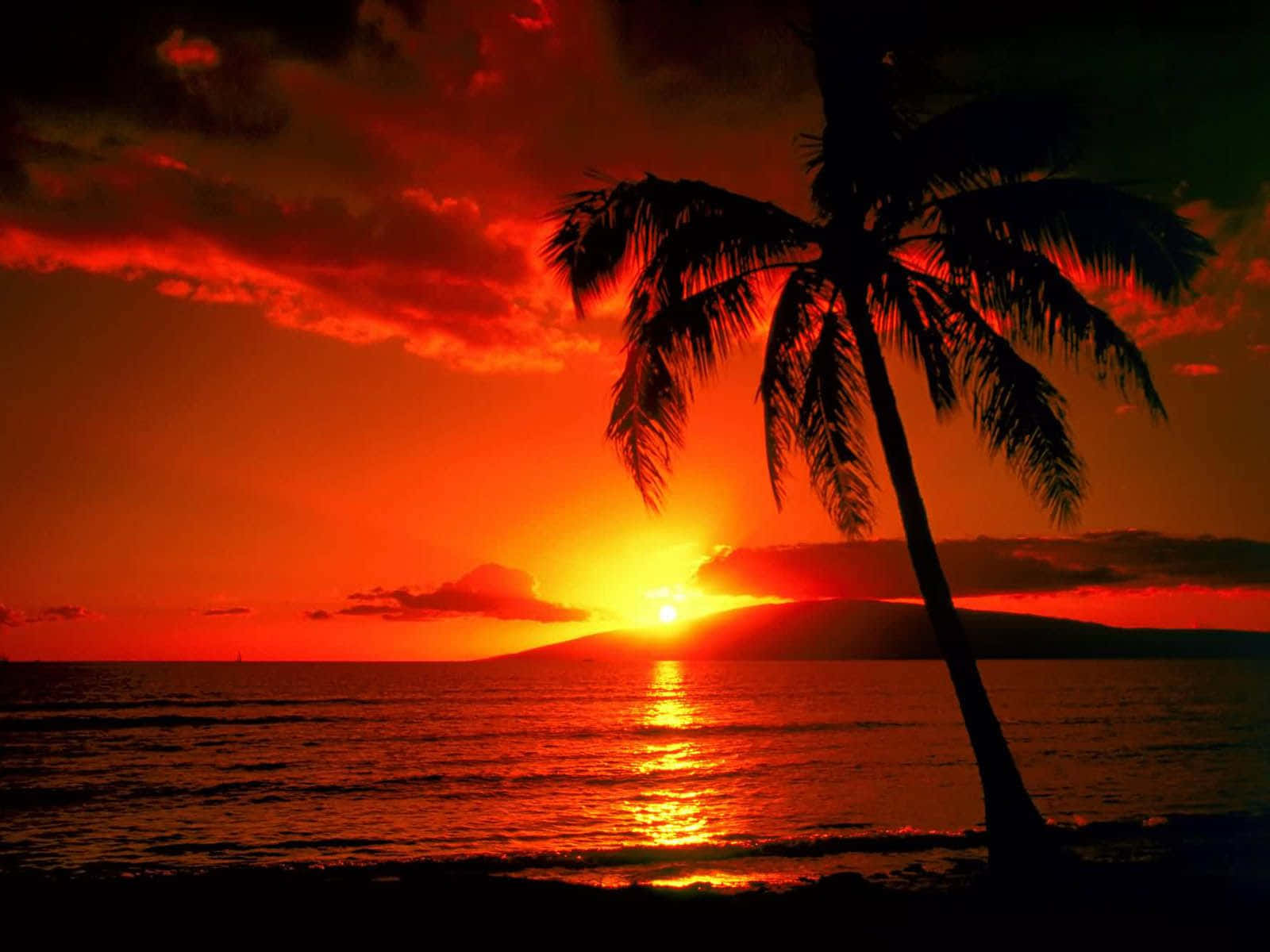 Dark Island, palm tree, fiery orange and red sunset, HD Desktop Wallpaper