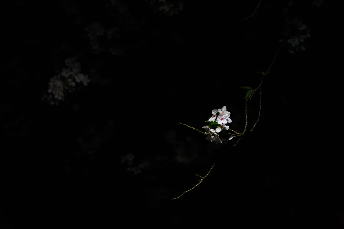 Dark Japanese