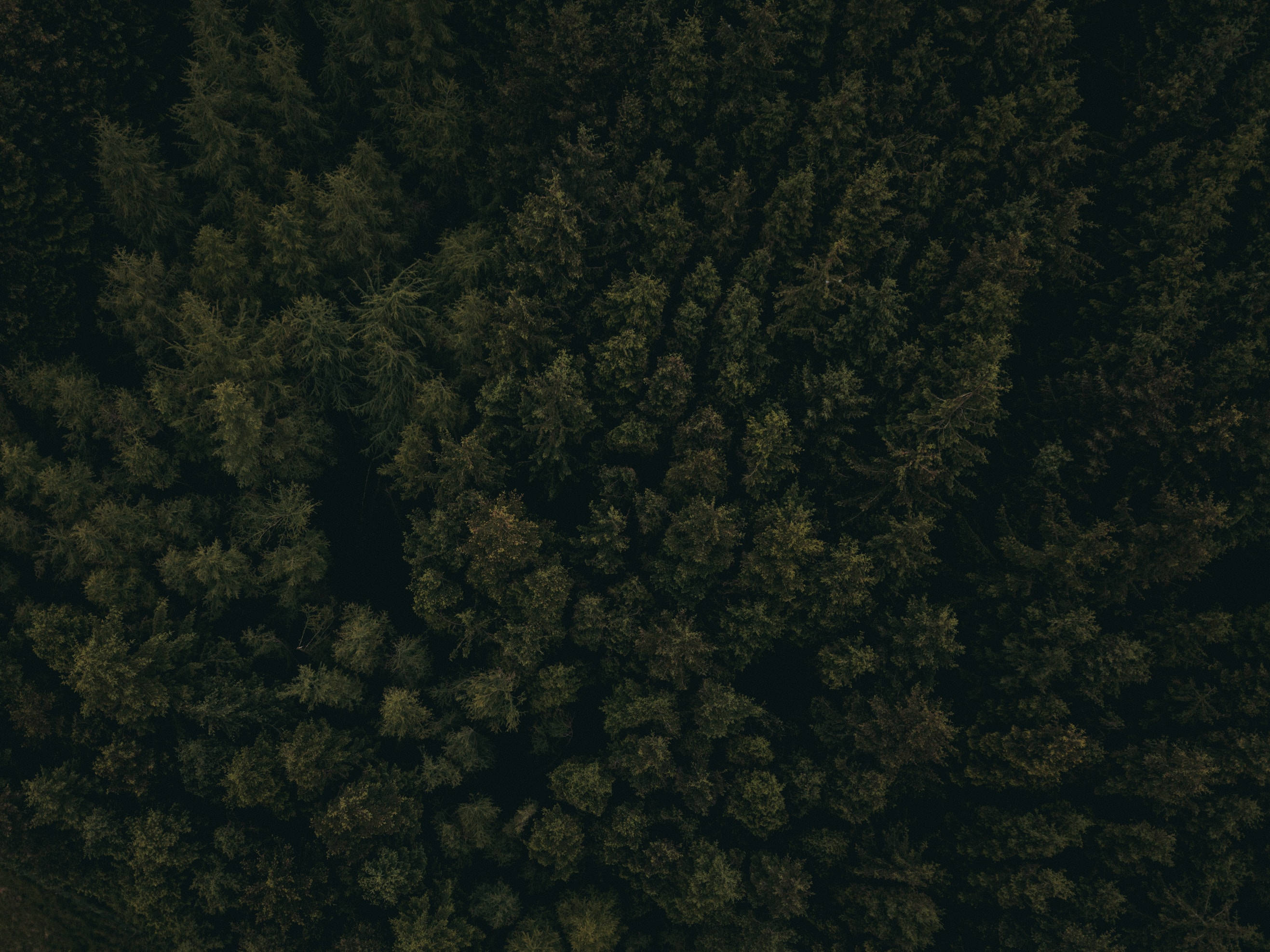 dark forest, aerial view, dense dark green coniferous forest canopy, 2K Desktop Wallpaper