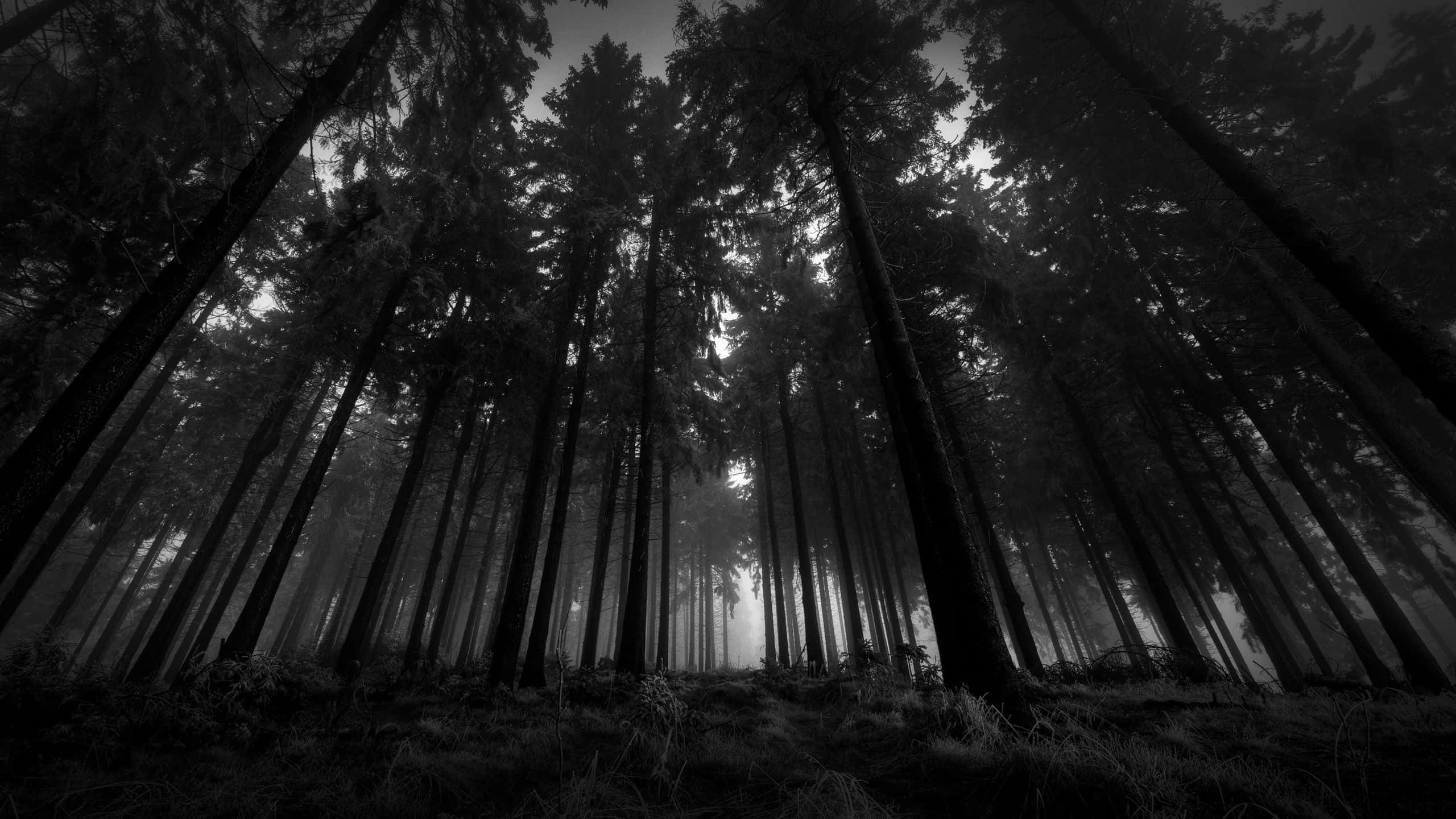 Dark Landscape, 2560 x 1440, black and white, 2K Desktop Wallpaper