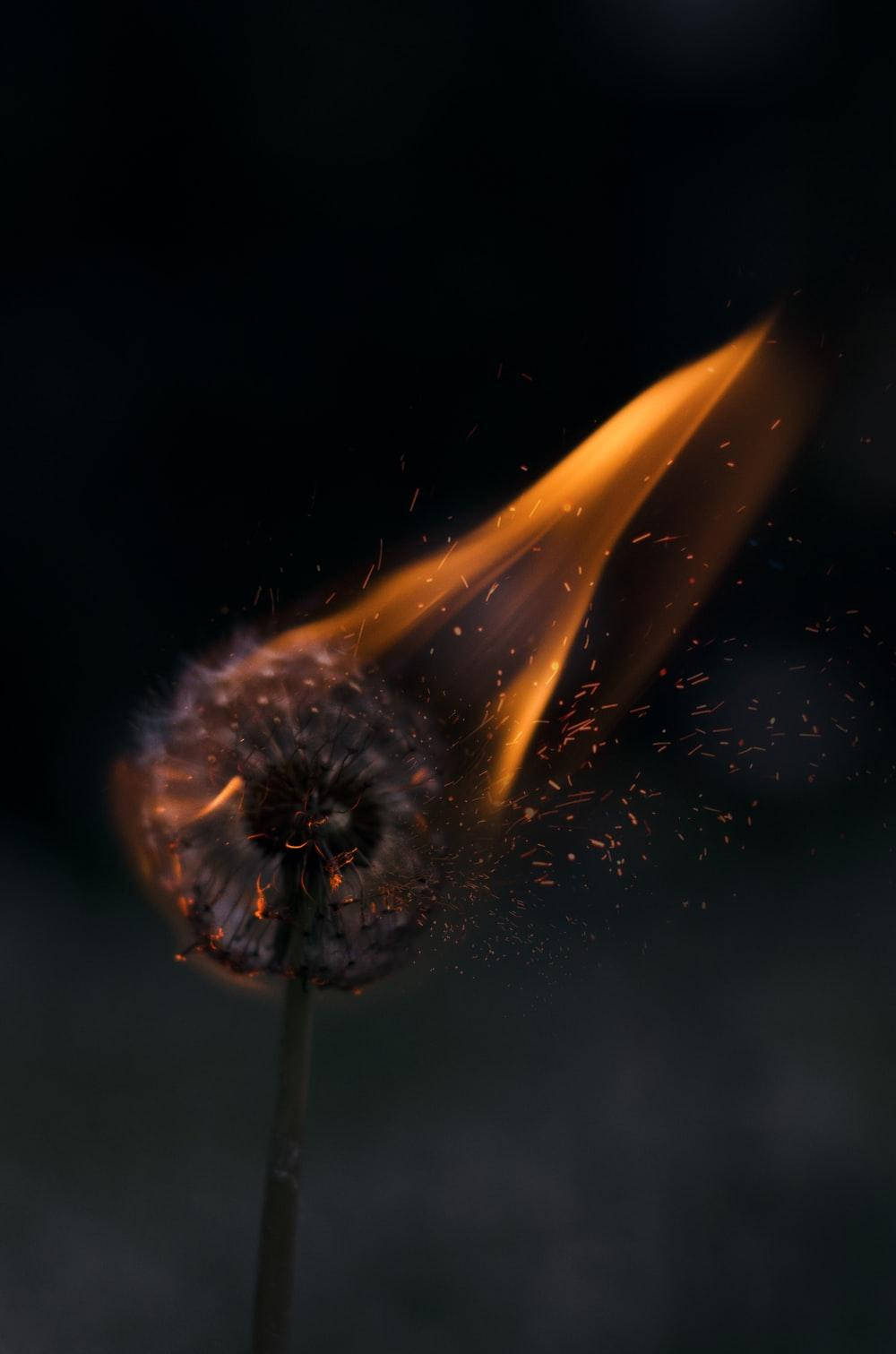 Burning Dandelion Flower, dark background, vibrant orange flames, HD Phone Wallpaper