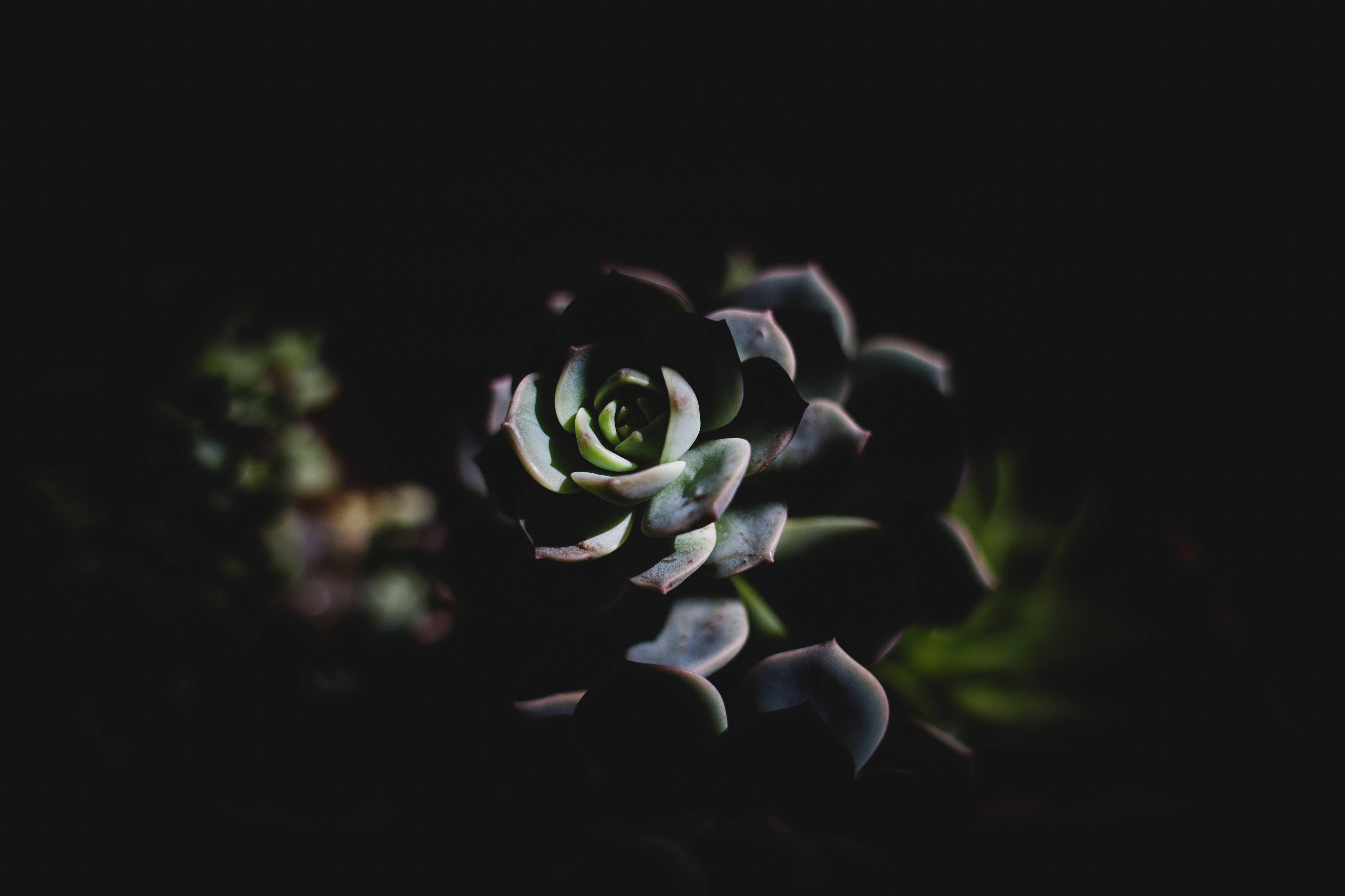 Aesthetic Succulent Dark Mode, deep shadow, soft light, 4K Desktop Wallpaper