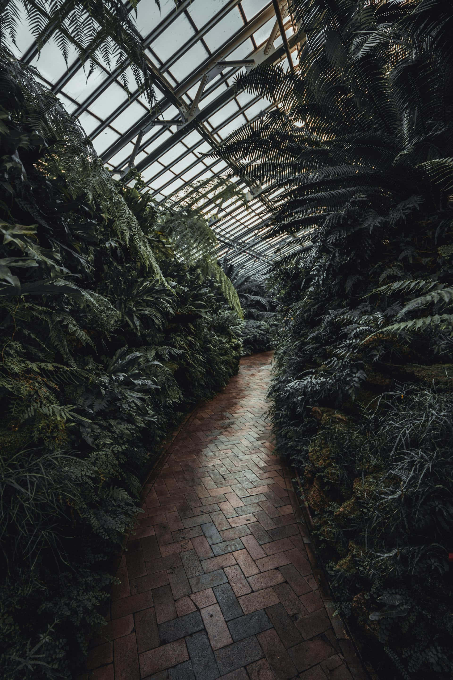 Dark Moody Aesthetic, greenhouse, brick path, 2K Phone Wallpaper