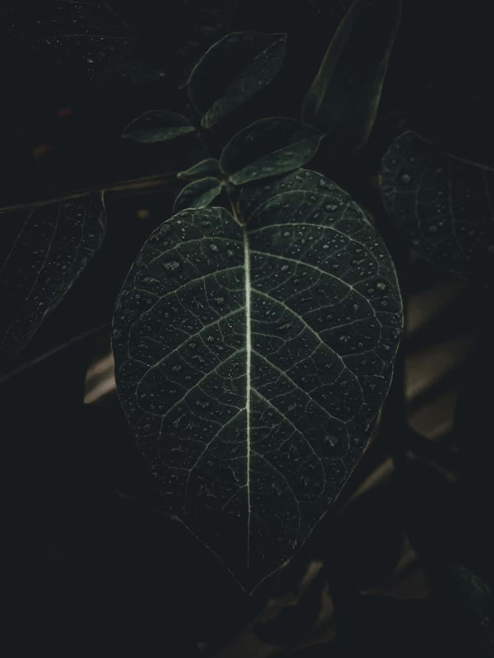 dark green leaf, intricate vein patterns, dew drops, HD Phone Wallpaper