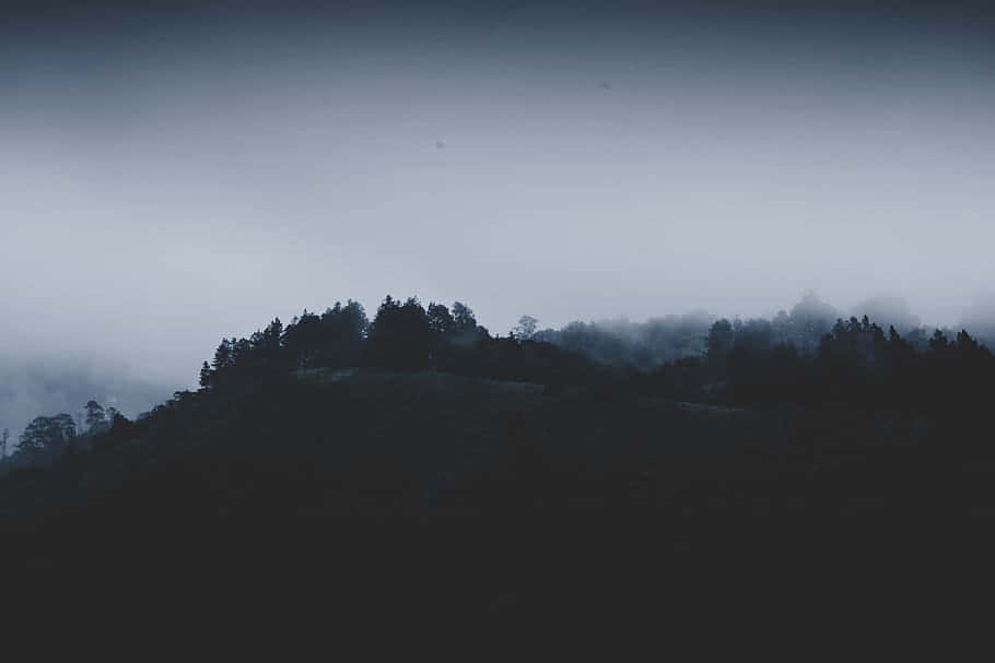 misty forest hill, dark silhouetted trees, dense fog, SD Desktop Wallpaper