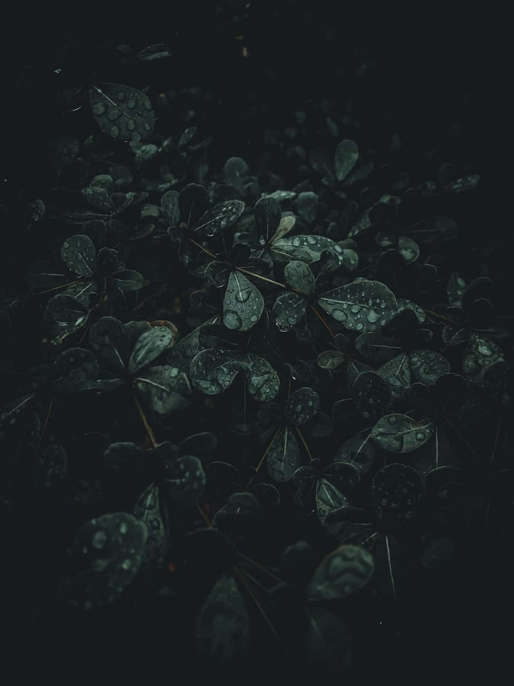 Dark Moody, leaves, raindrops, HD Phone Wallpaper