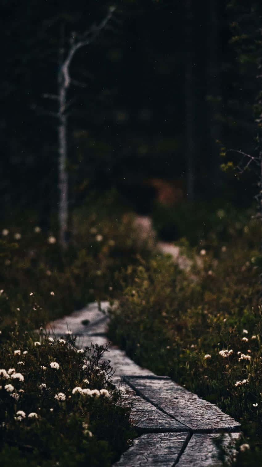 dark path, moody forest, wooden boardwalk, HD Phone Wallpaper