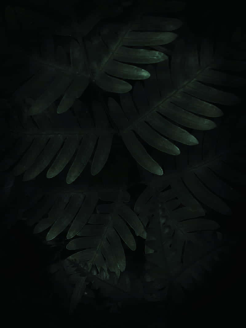Dark Fern Leaves, moody close-up, dark green fern leaves, SD Phone Wallpaper