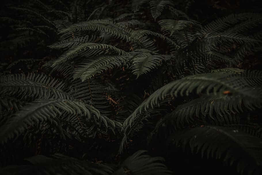 Dark Ferns, moody woodland setting, intricate fronds, SD Desktop Wallpaper
