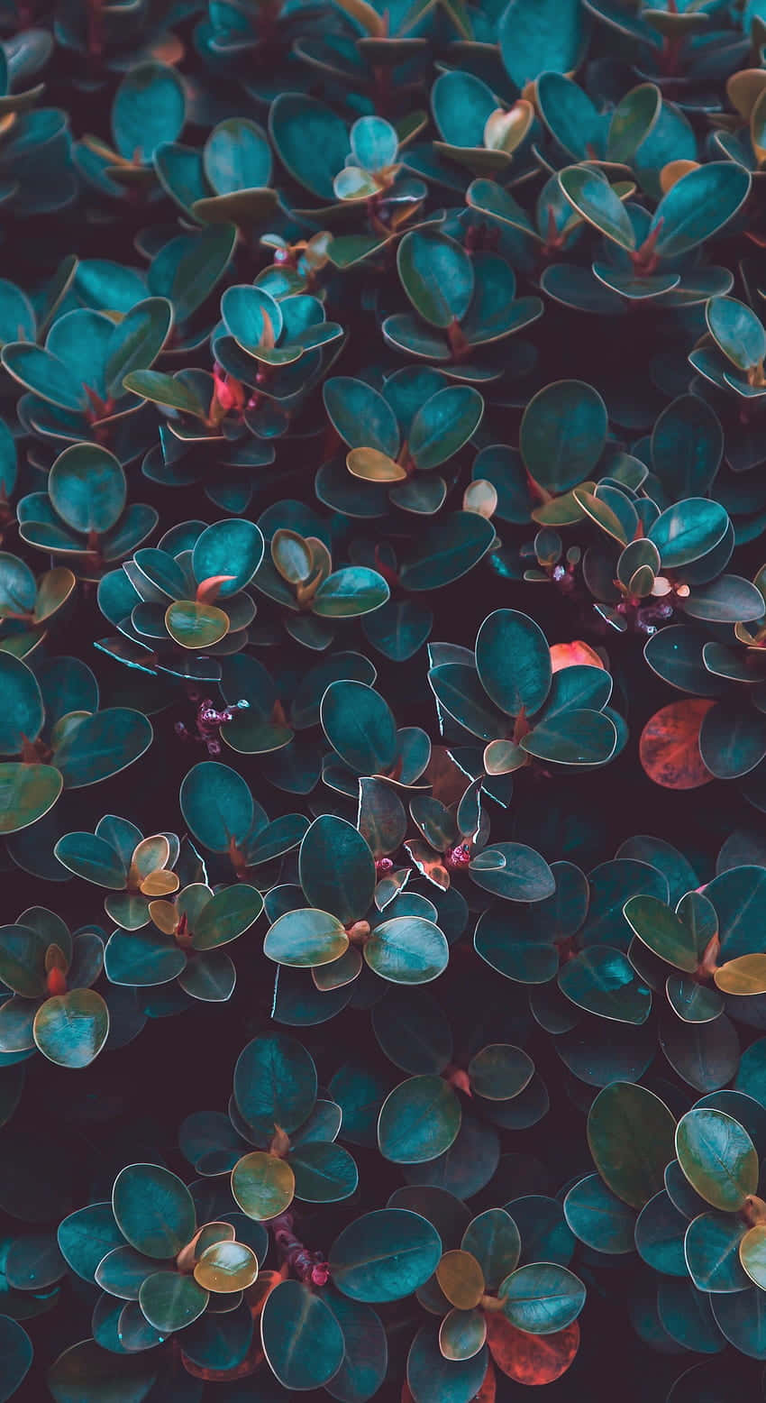glossy teal leaves, hints of red, hints of gold, HD Phone Wallpaper