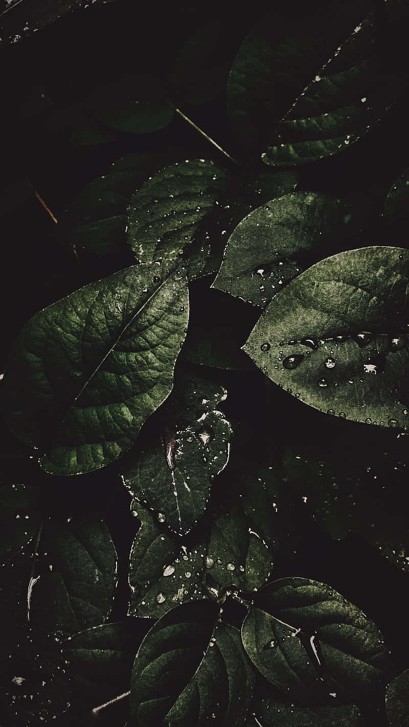 Dark Moody, leaves, dew drops, HD Phone Wallpaper