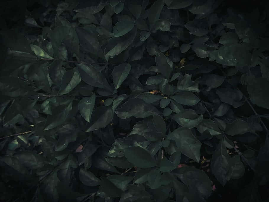 Dark Green, Leafy Texture, Moody Nature Background, SD Desktop Wallpaper