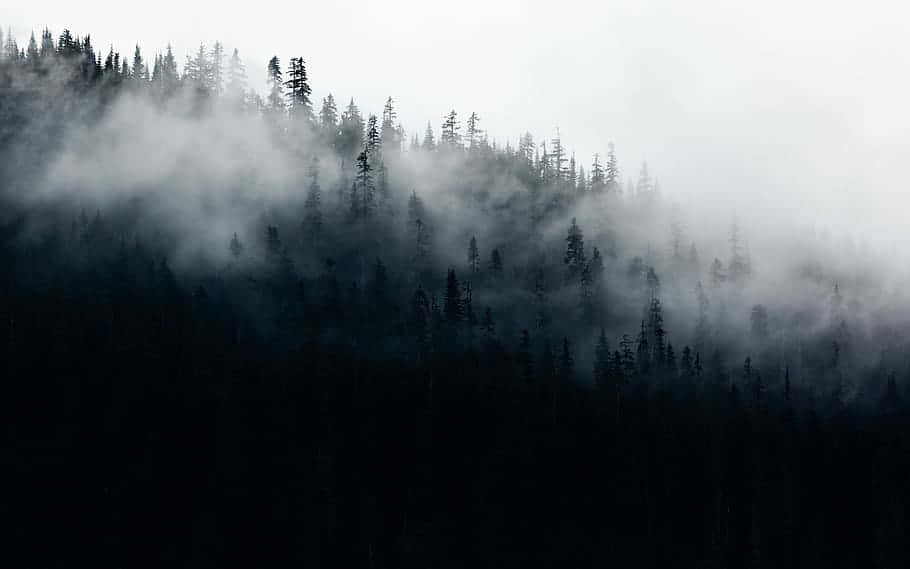 Misty forest, dense pine forest, dark mountain slope, SD Desktop Wallpaper