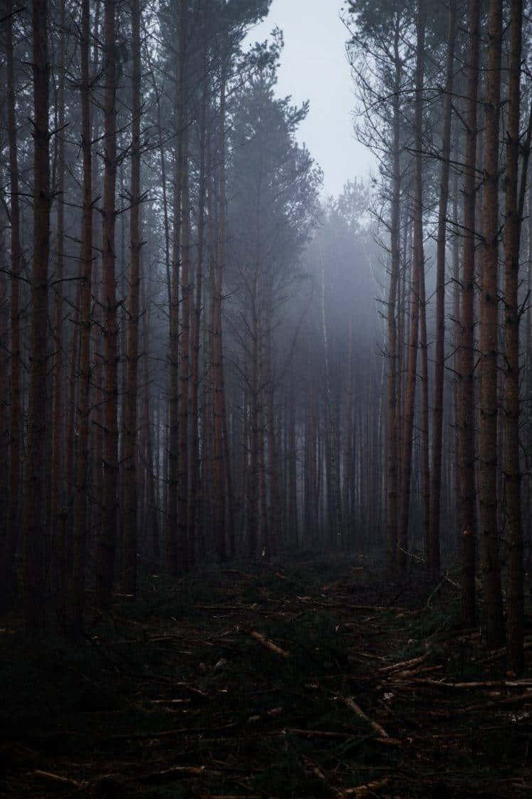 misty forest path, towering pine trees, dense misty forest, SD Phone Wallpaper