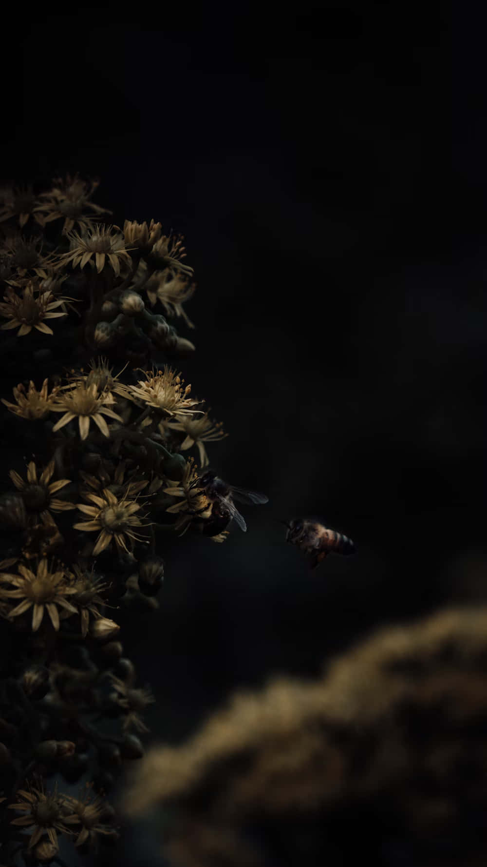 Dark Moody, bee, dried flower heads, HD Phone Wallpaper