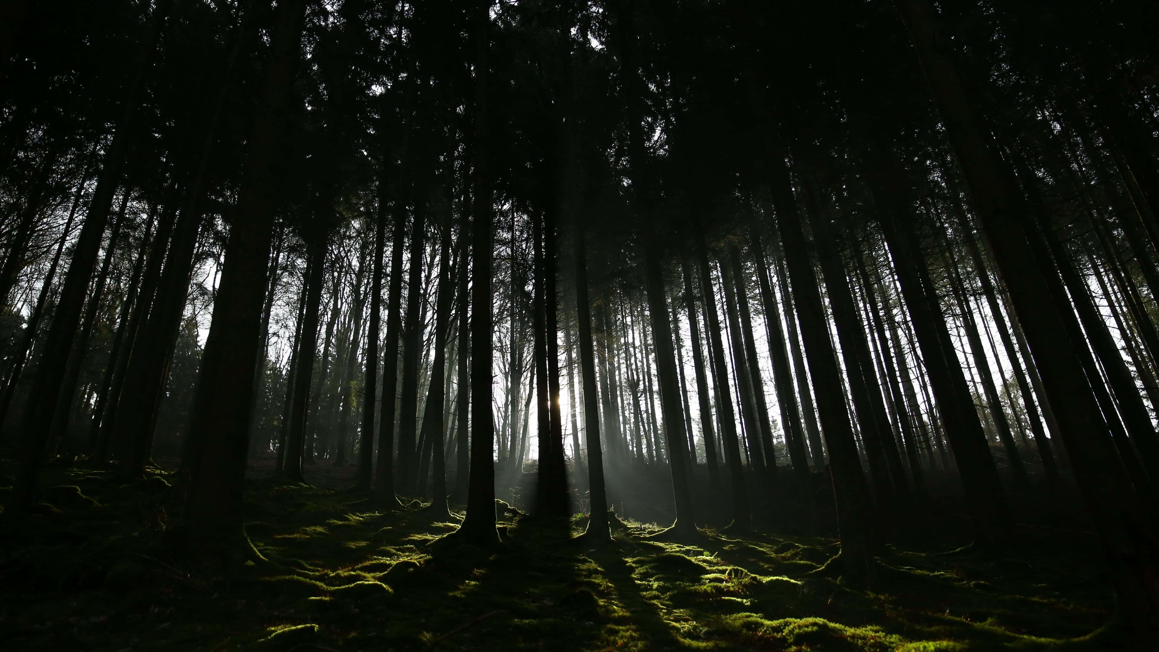 Dark Nature, sunlight, towering tree trunks, 4K Desktop Wallpaper