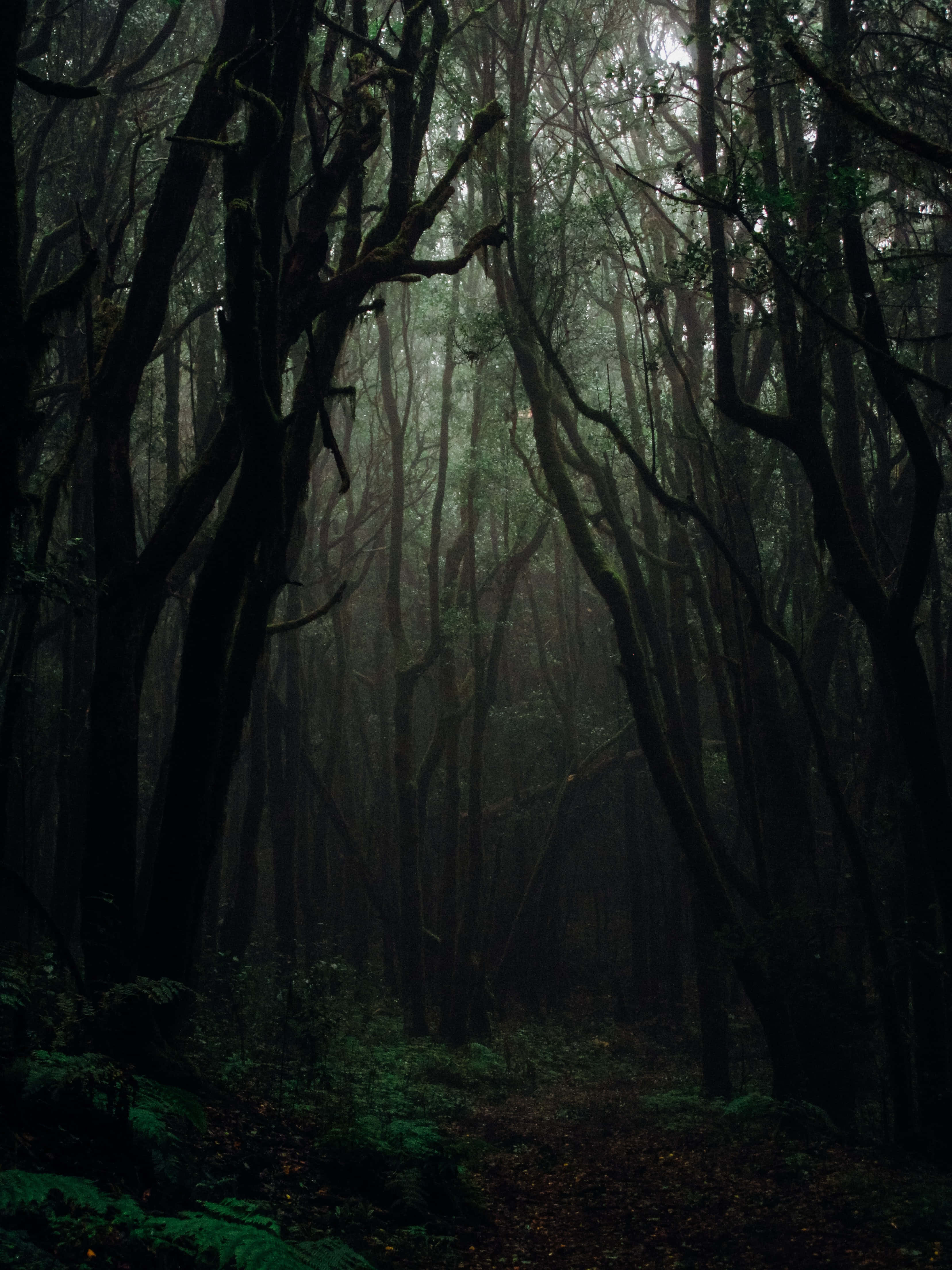 dark forest, misty forest path, towering, moss-covered trees, 4K Phone Wallpaper