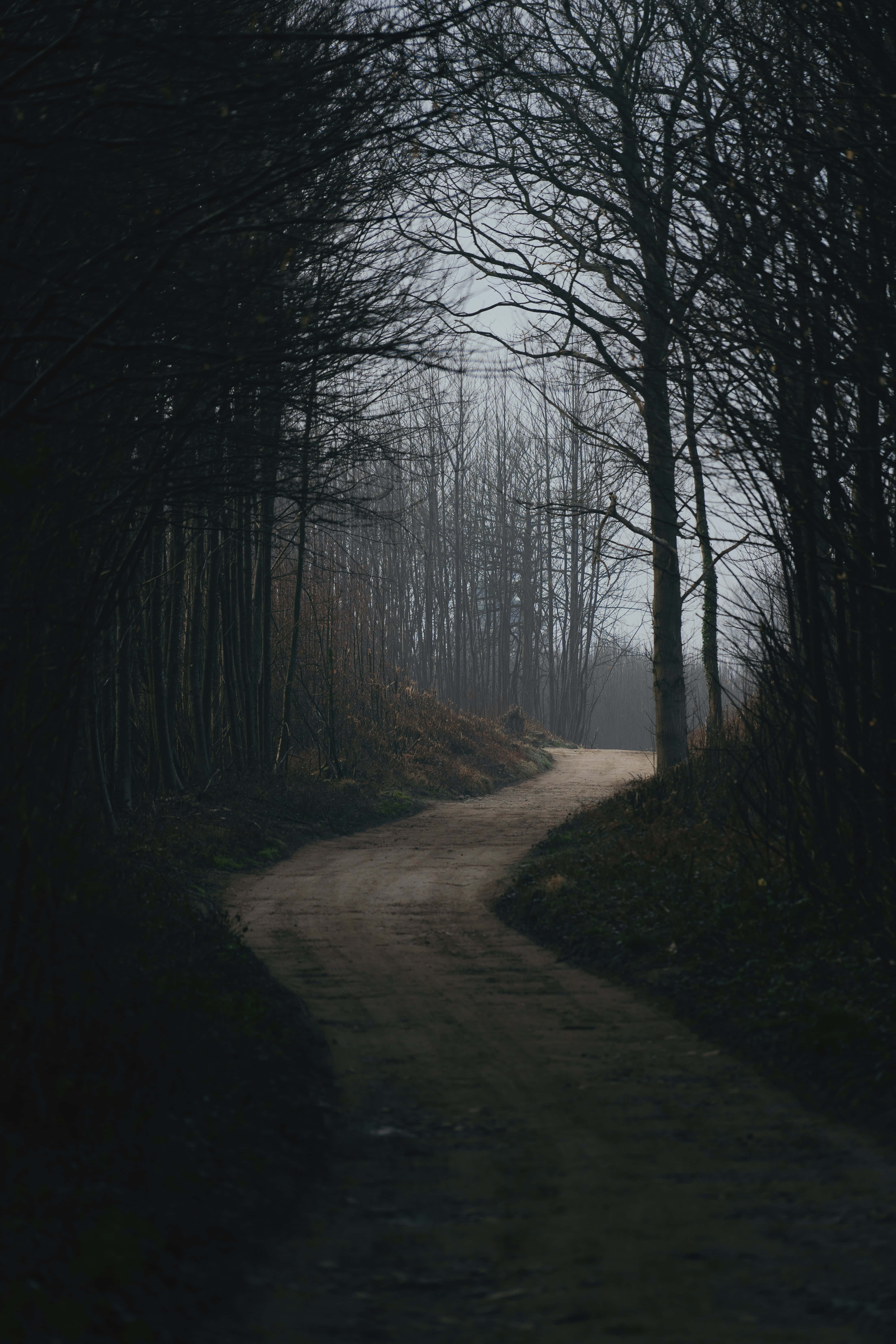 dark nature, dirt path, misty forest, 5K Phone Wallpaper
